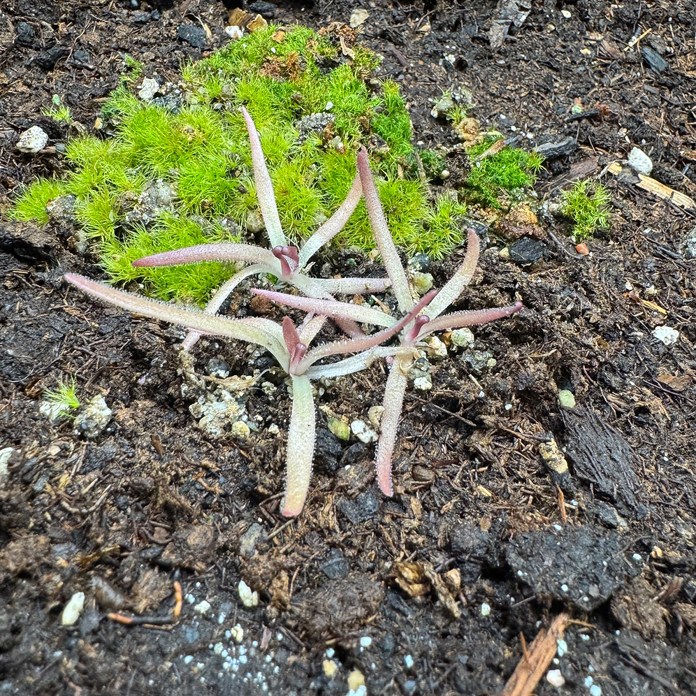 Pinguicula Gypsicola x Calderonia