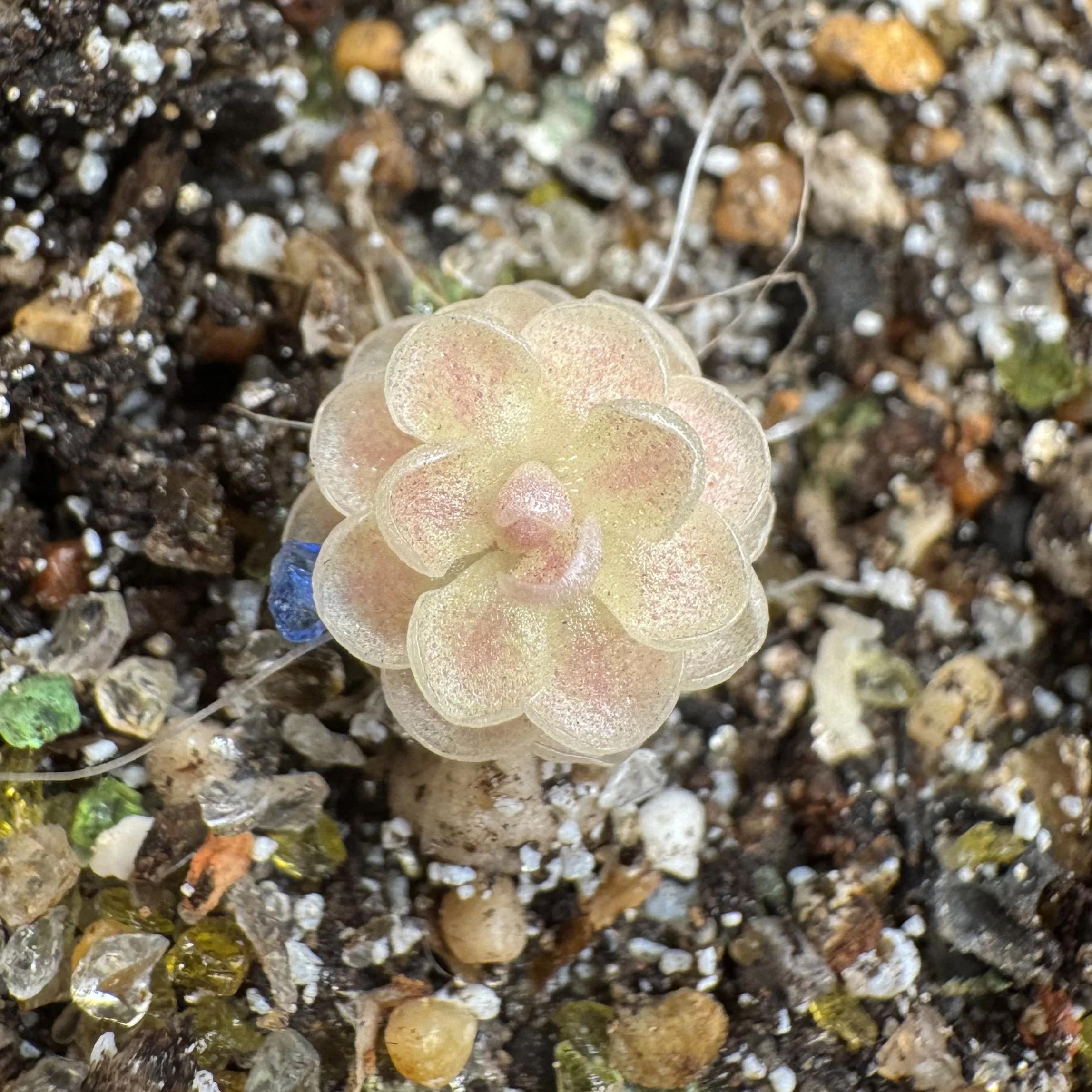 Pinguicula Jaumavensis 'Cardonal'