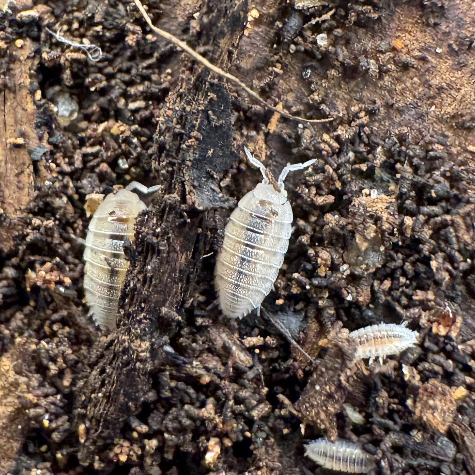 Trichorhina tomentosa (Dwarf white)