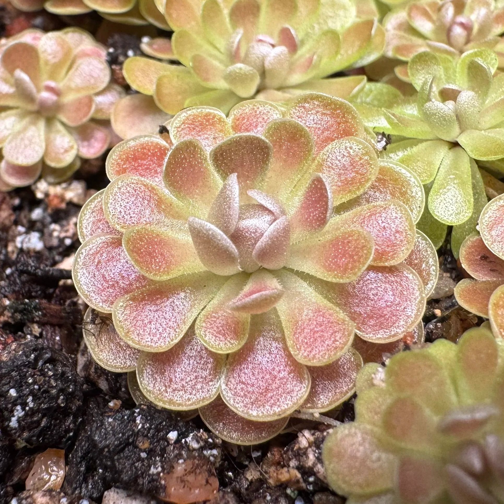 Close-up of multiple small succulent plants with pale green and reddish-pink leaves growing in dark soil.