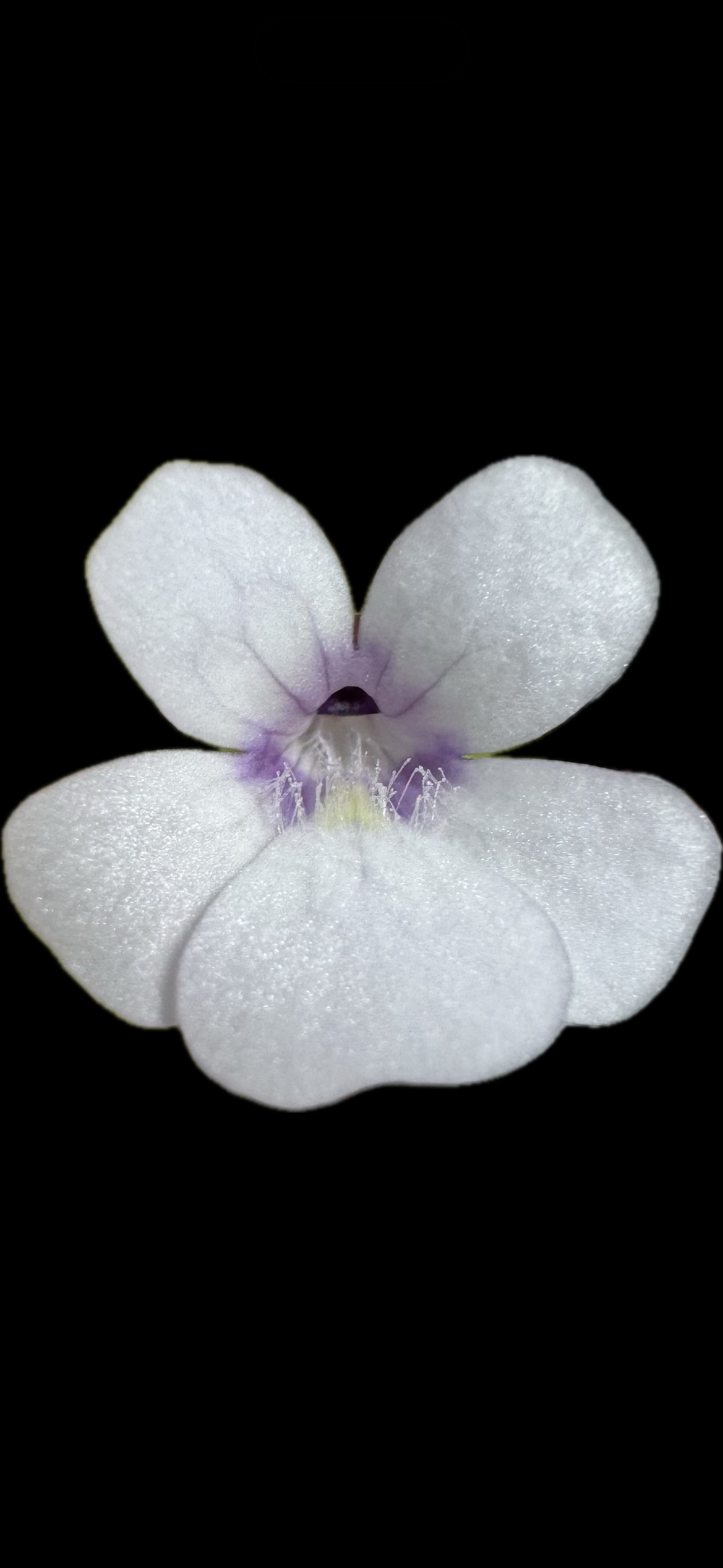 Pinguicula Rotundiflora x Gracilis
