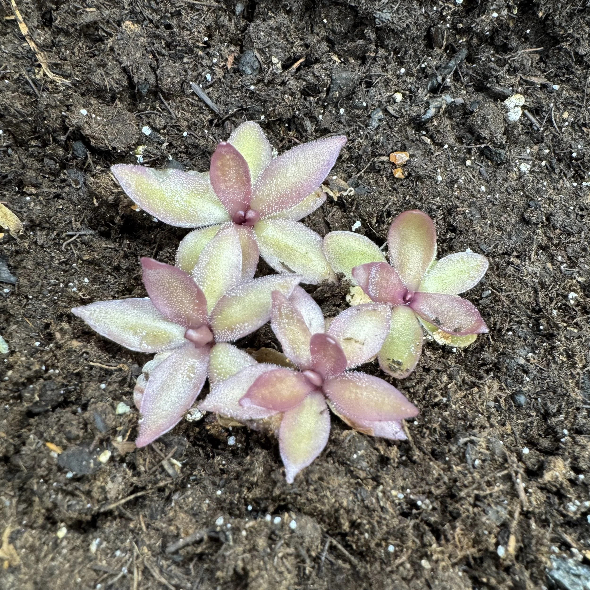 Pinguicula Red Starfish