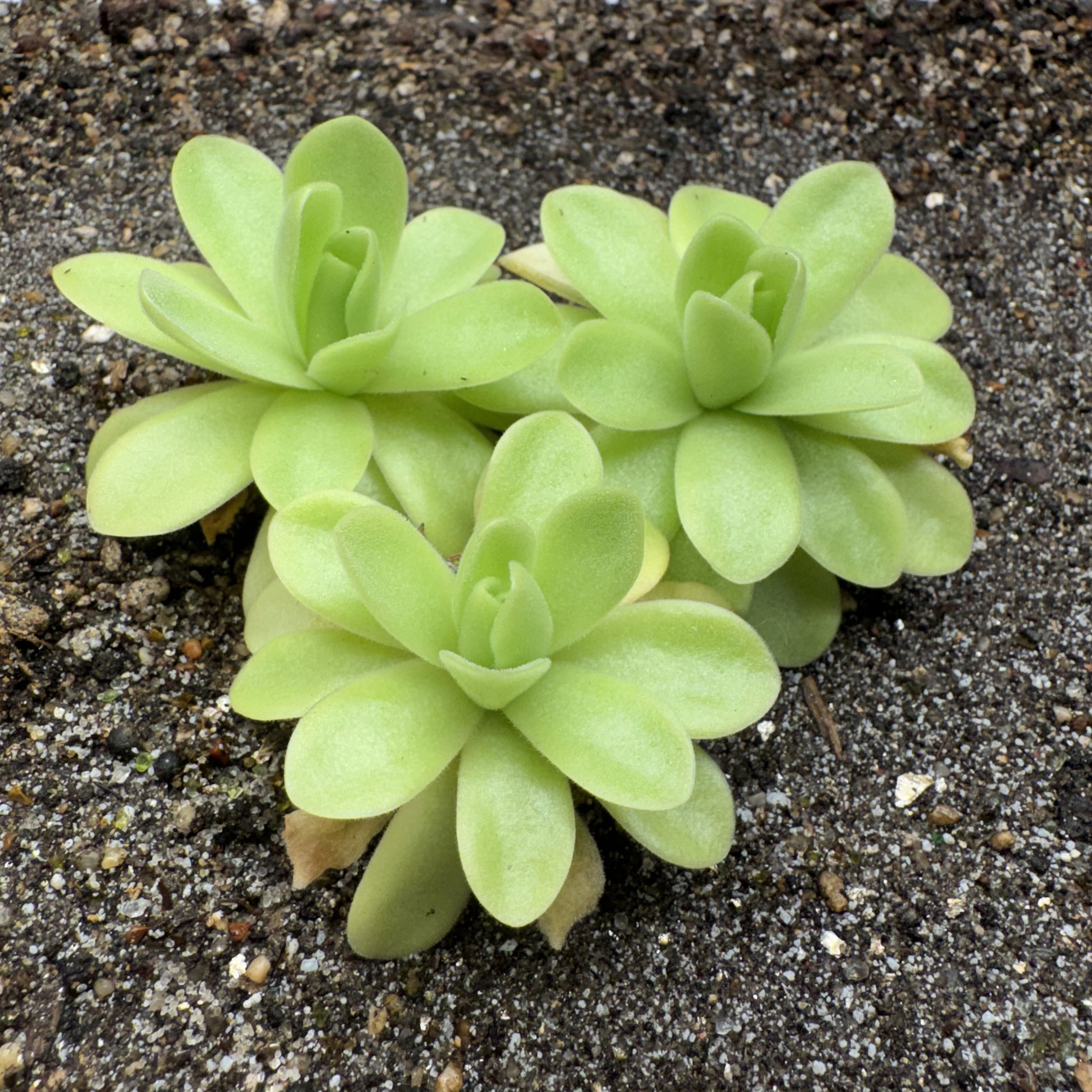 Pinguicula Gigantea x Cyclosecta