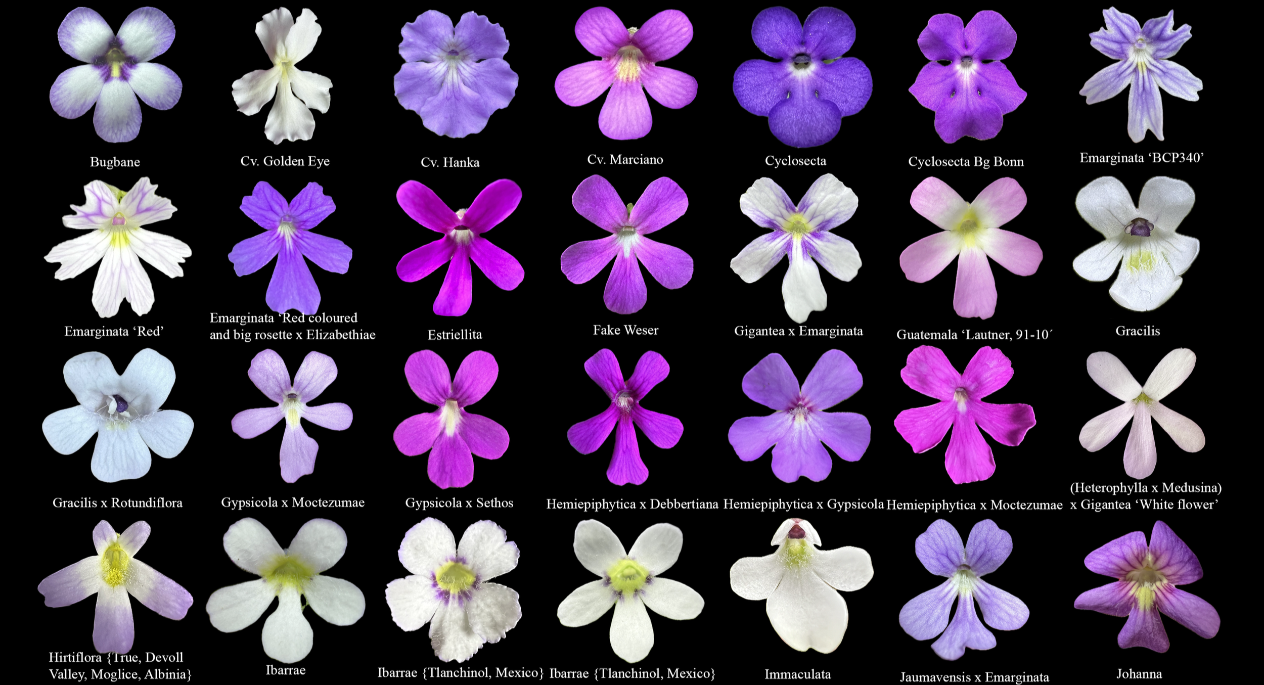 A collection of various orchid flower photos with their scientific and common names, displayed against a black background.