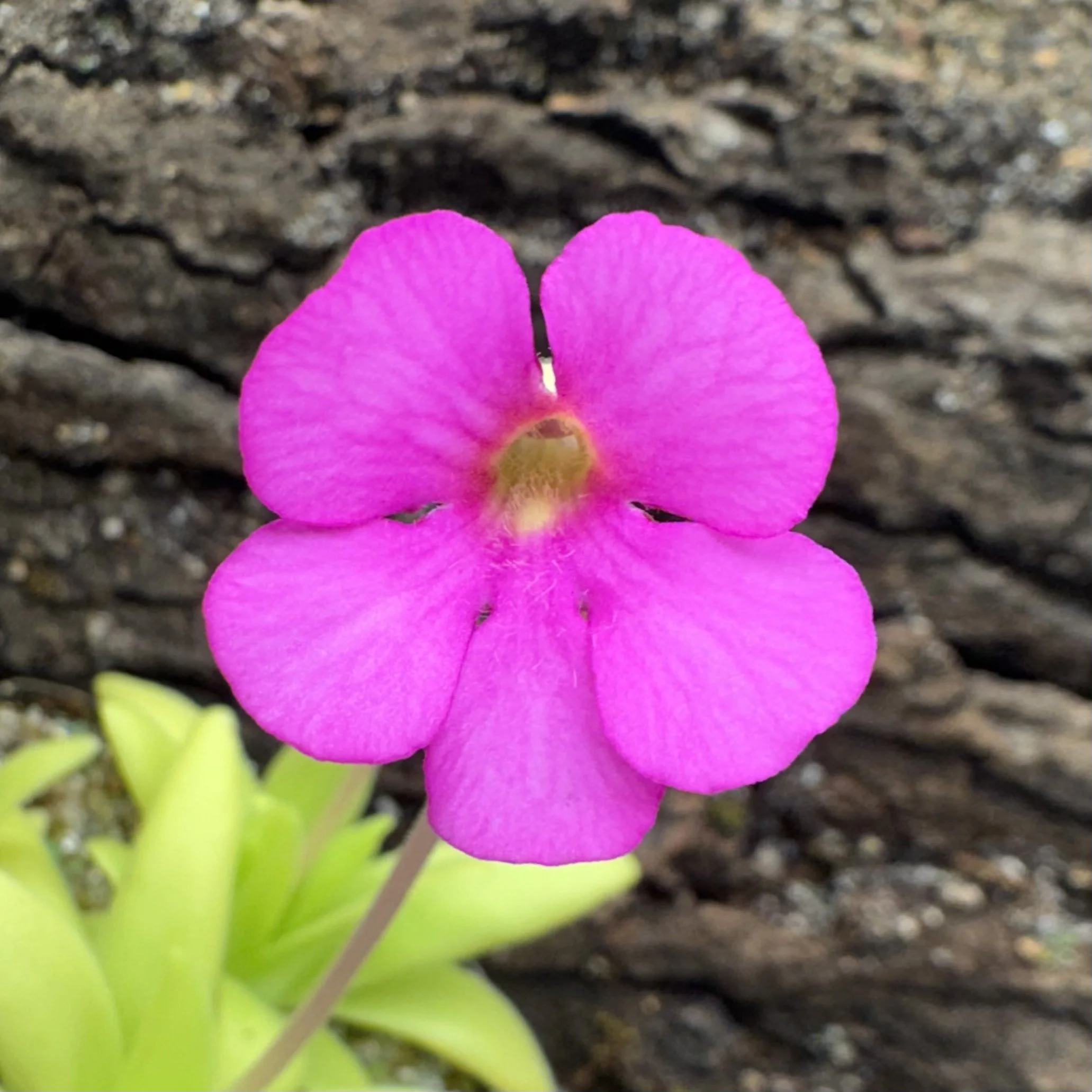 Pinguicula Medusina x Gigantea