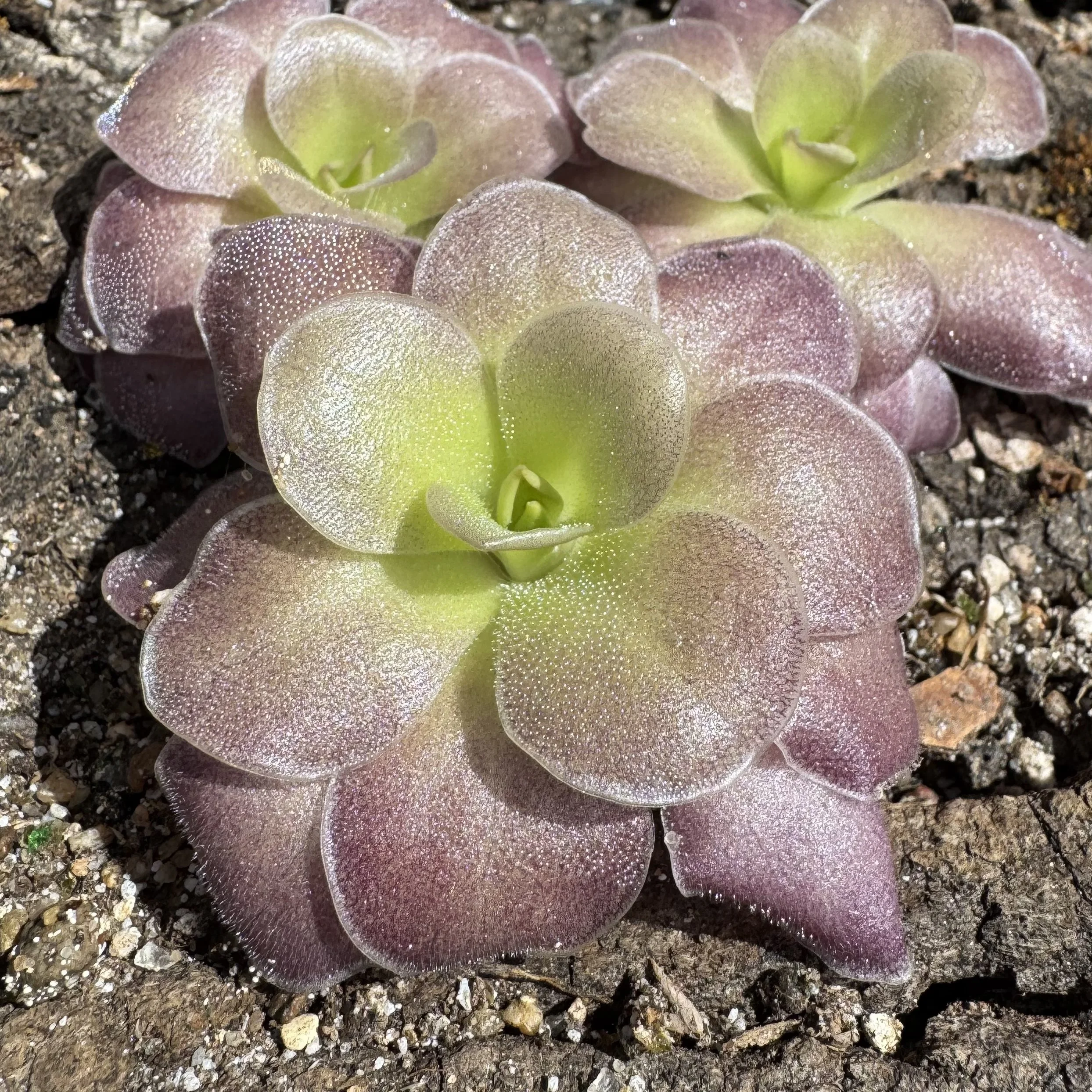 Pinguicula Colimensis x Cyclosecta