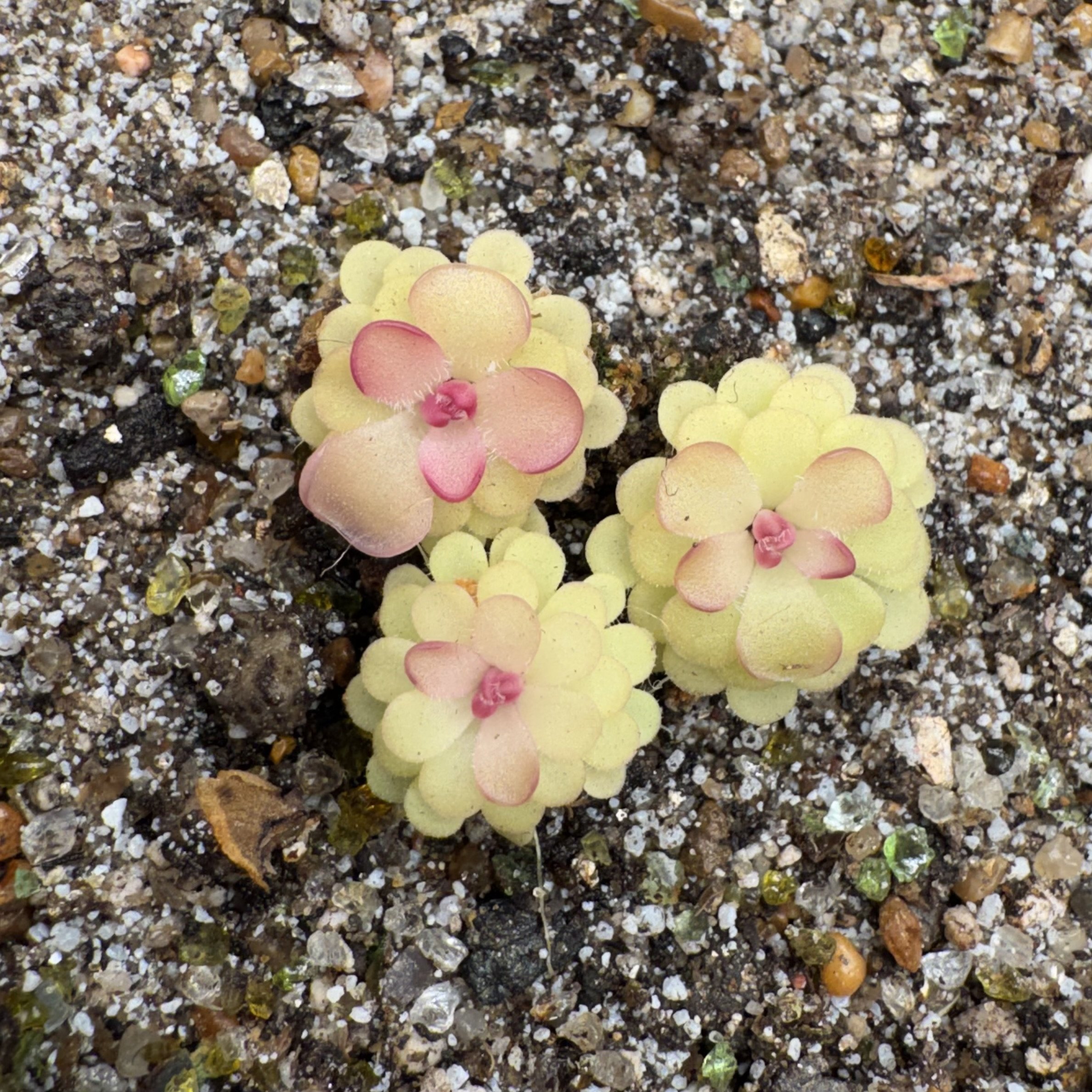 Pinguicula Rotundiflora