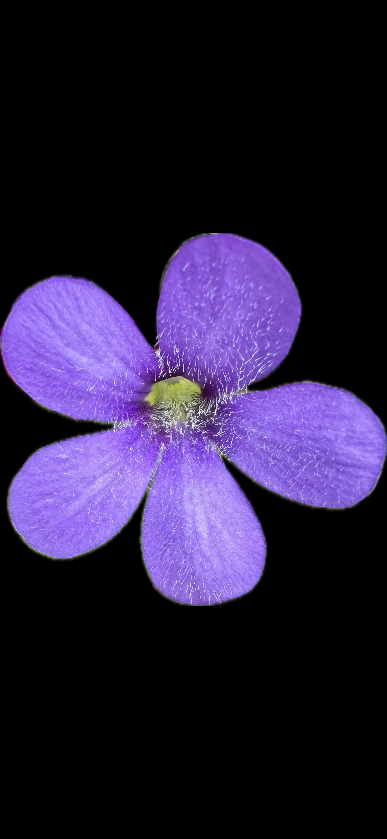 IMG_7334.png