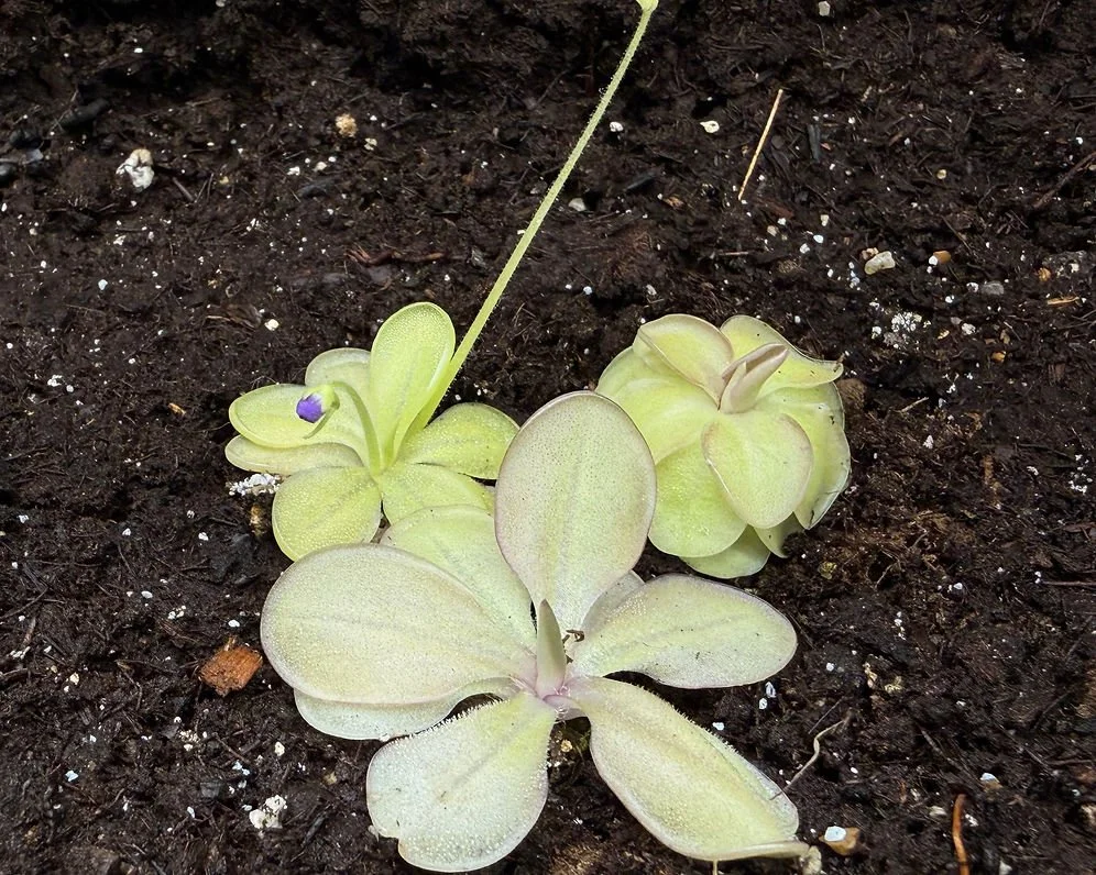 Emarginata Hybrids Trio
