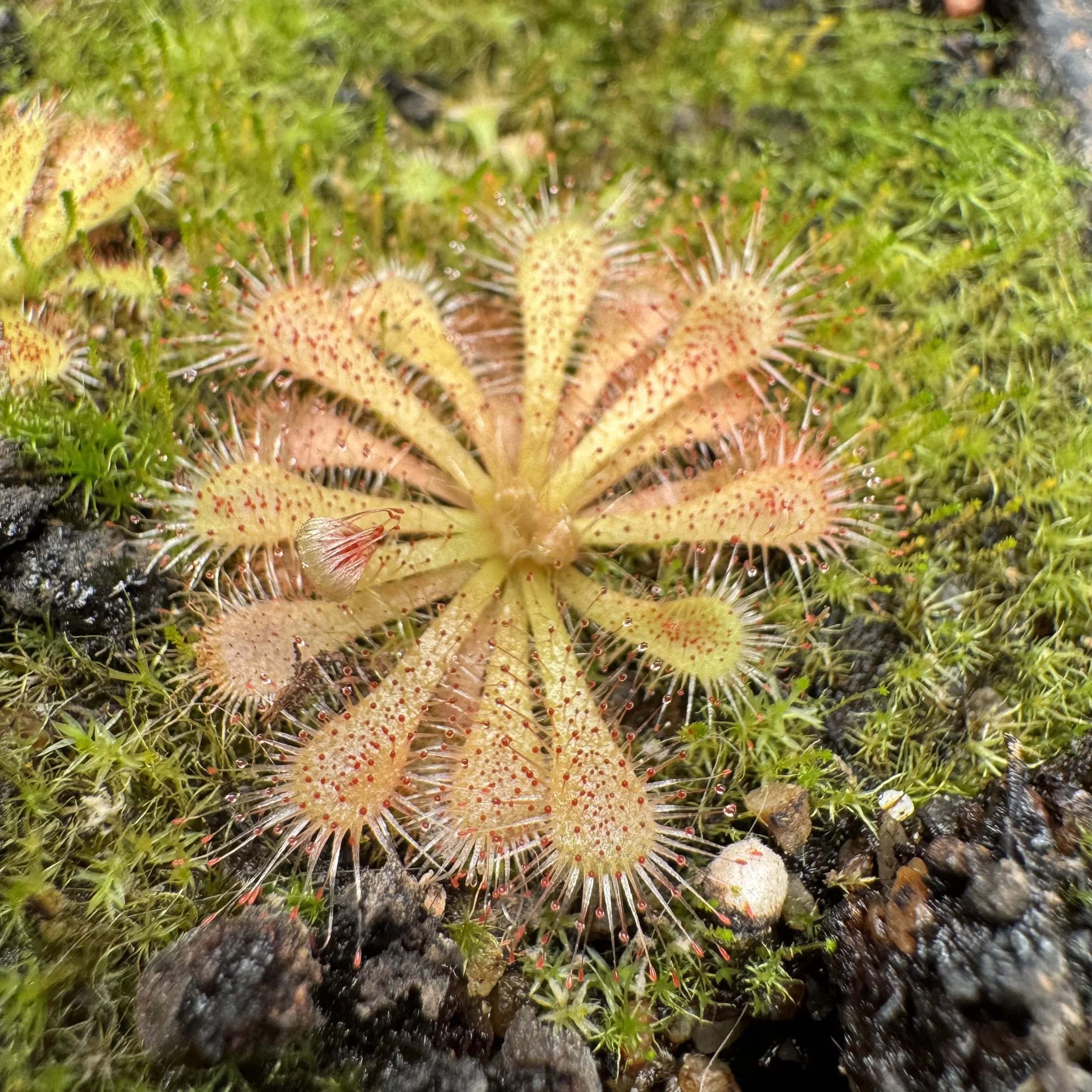 Drosera spatulata 'lake otamangakau, Nz'