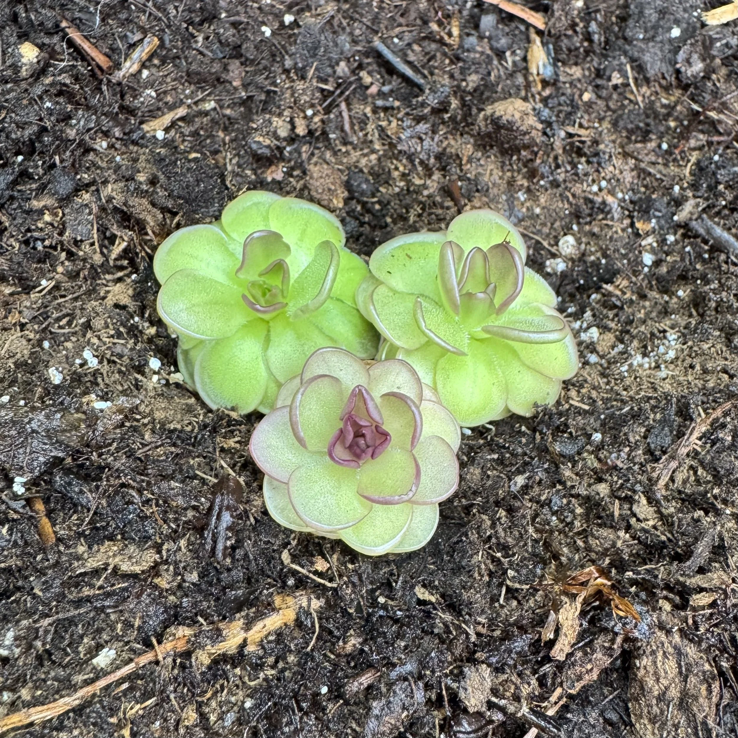Pinguicula Cv. Hanka
