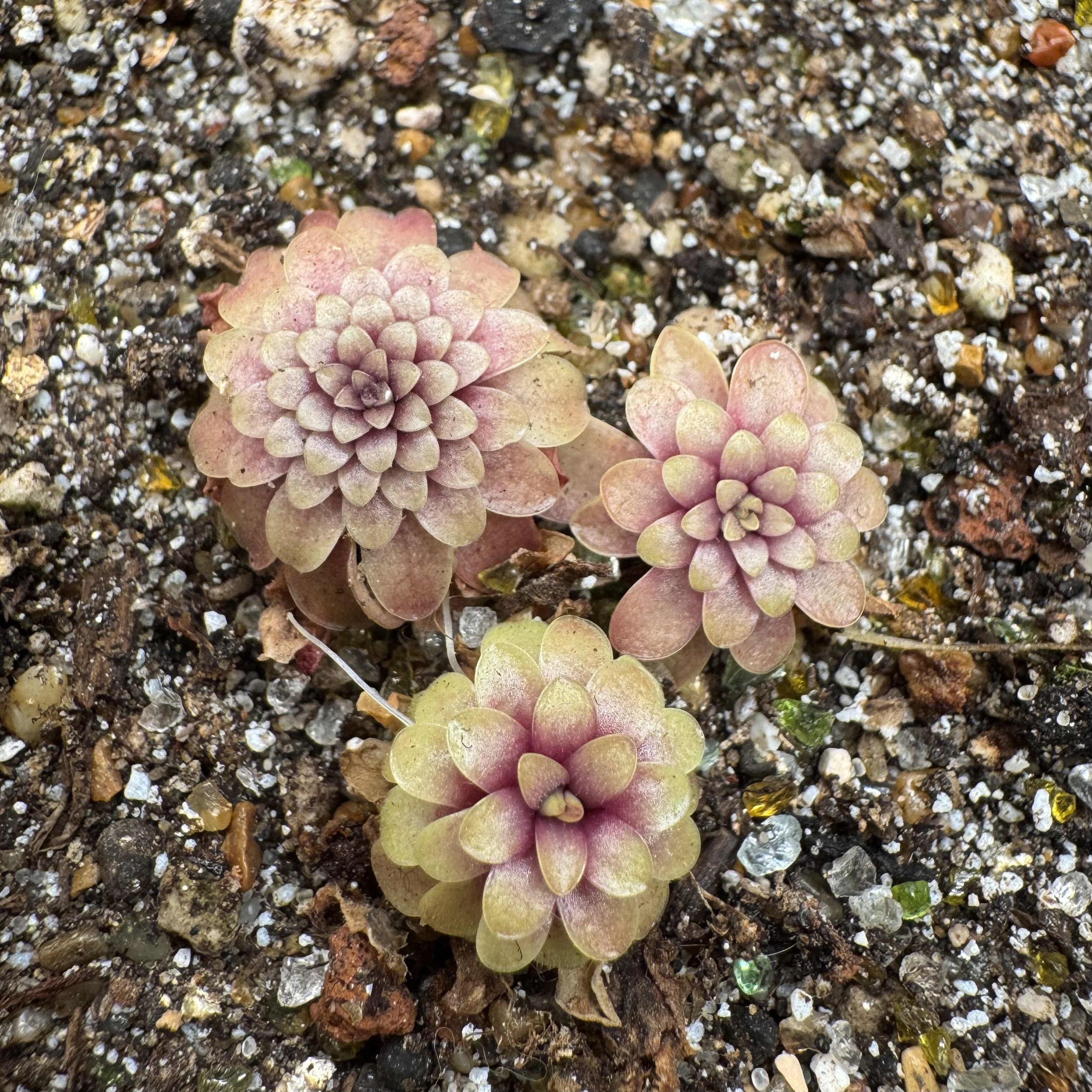 Pinguicula Laueana CP2 x Emarginata