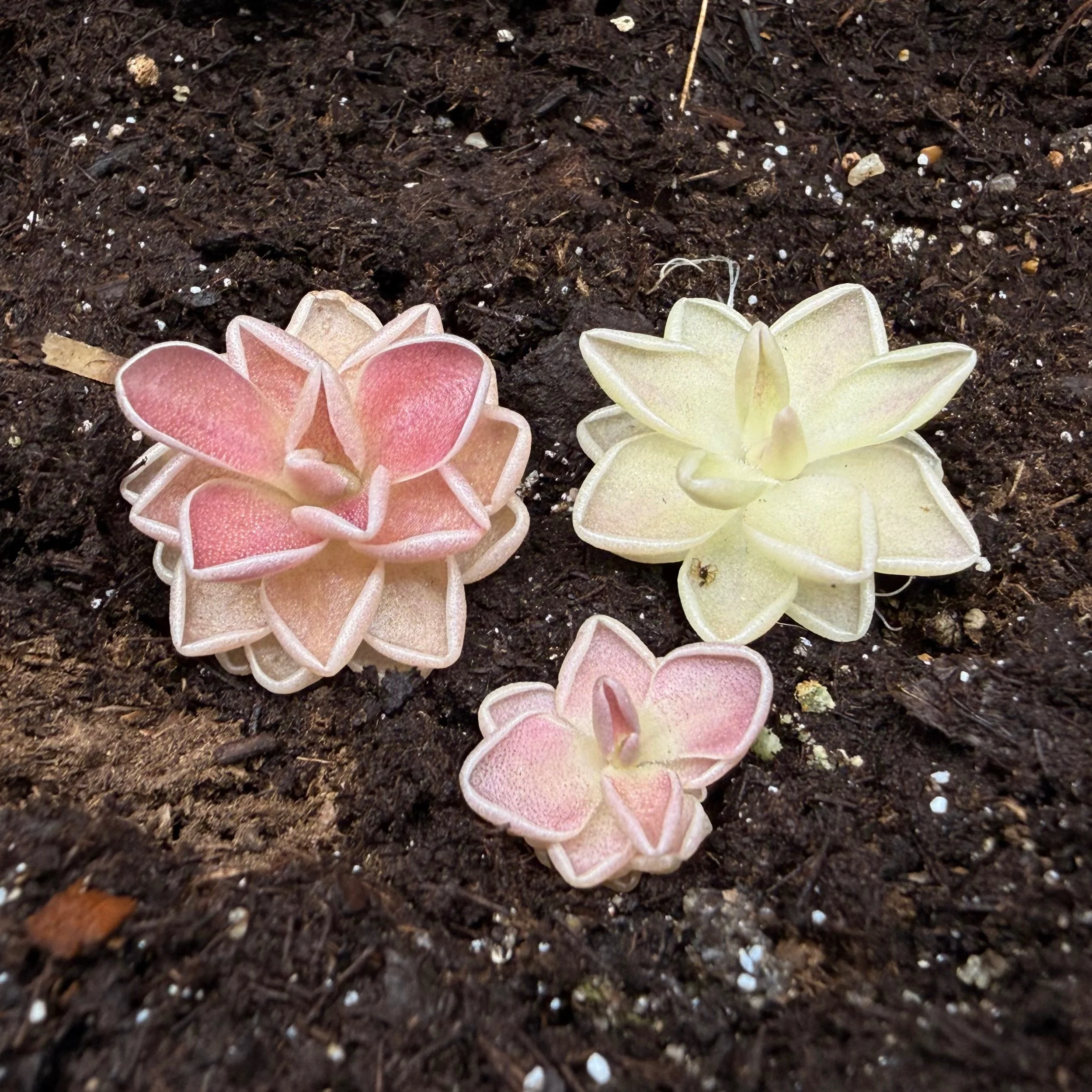 Colorful succulent plants in a garden bed with soil.