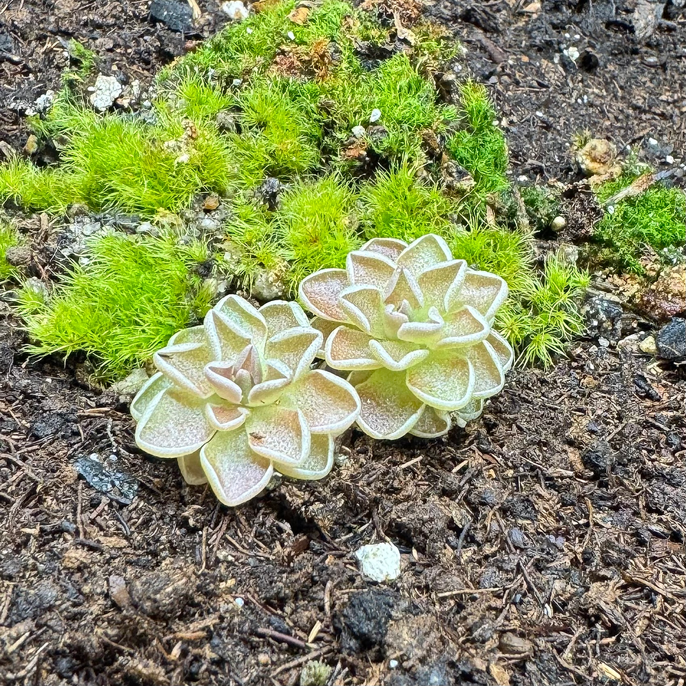 Pinguicula Ehlersiae 'Rot'