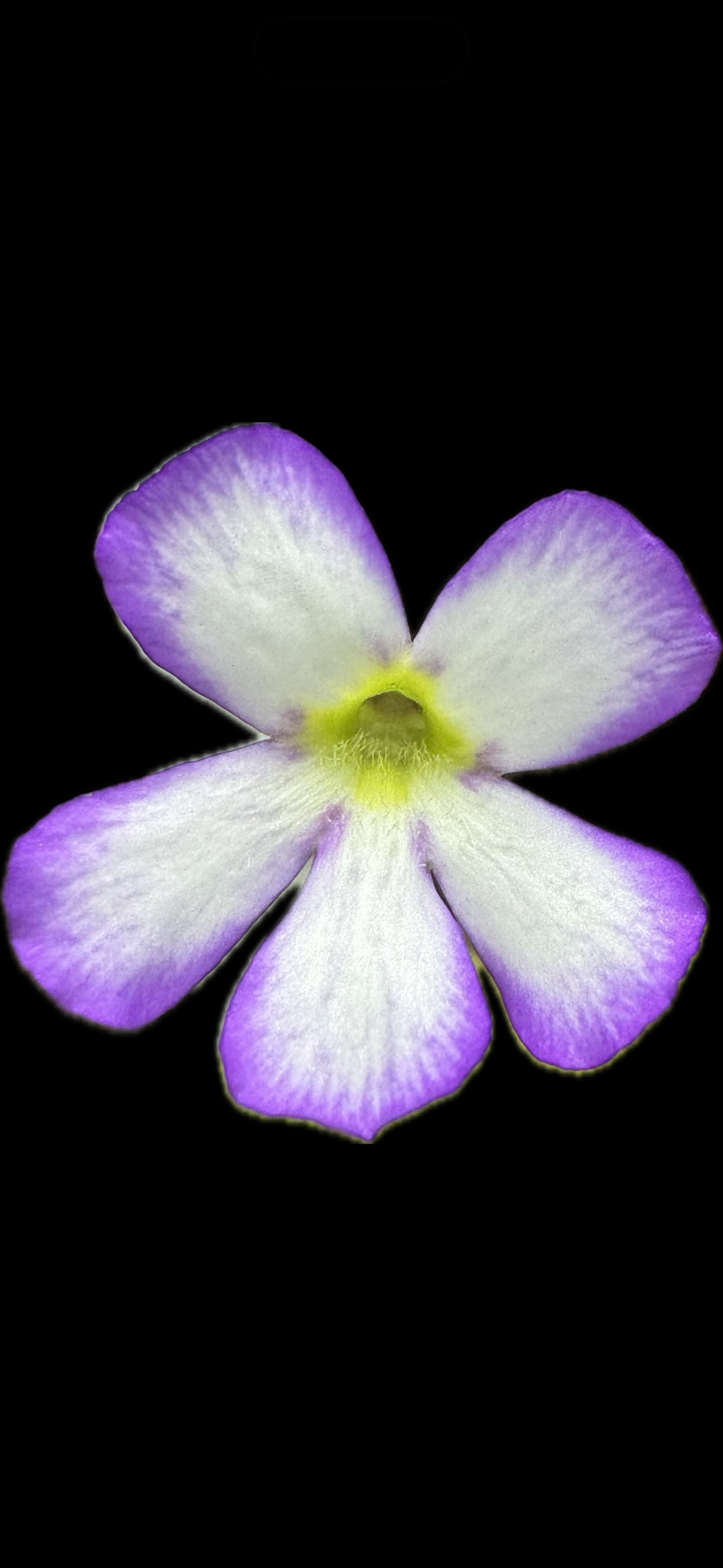 Pinguicula Gigantea x Huahuapan