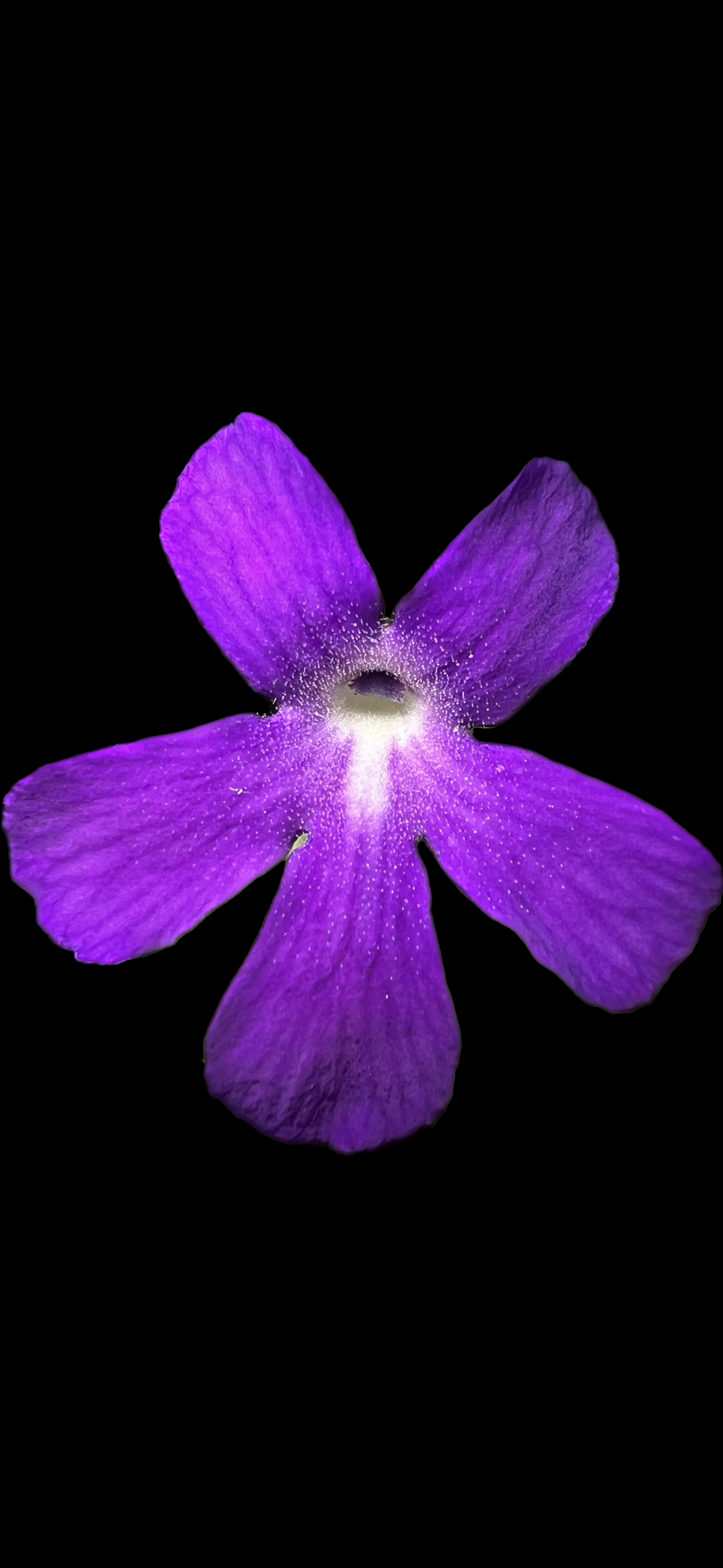 Pinguicula Sumidero I