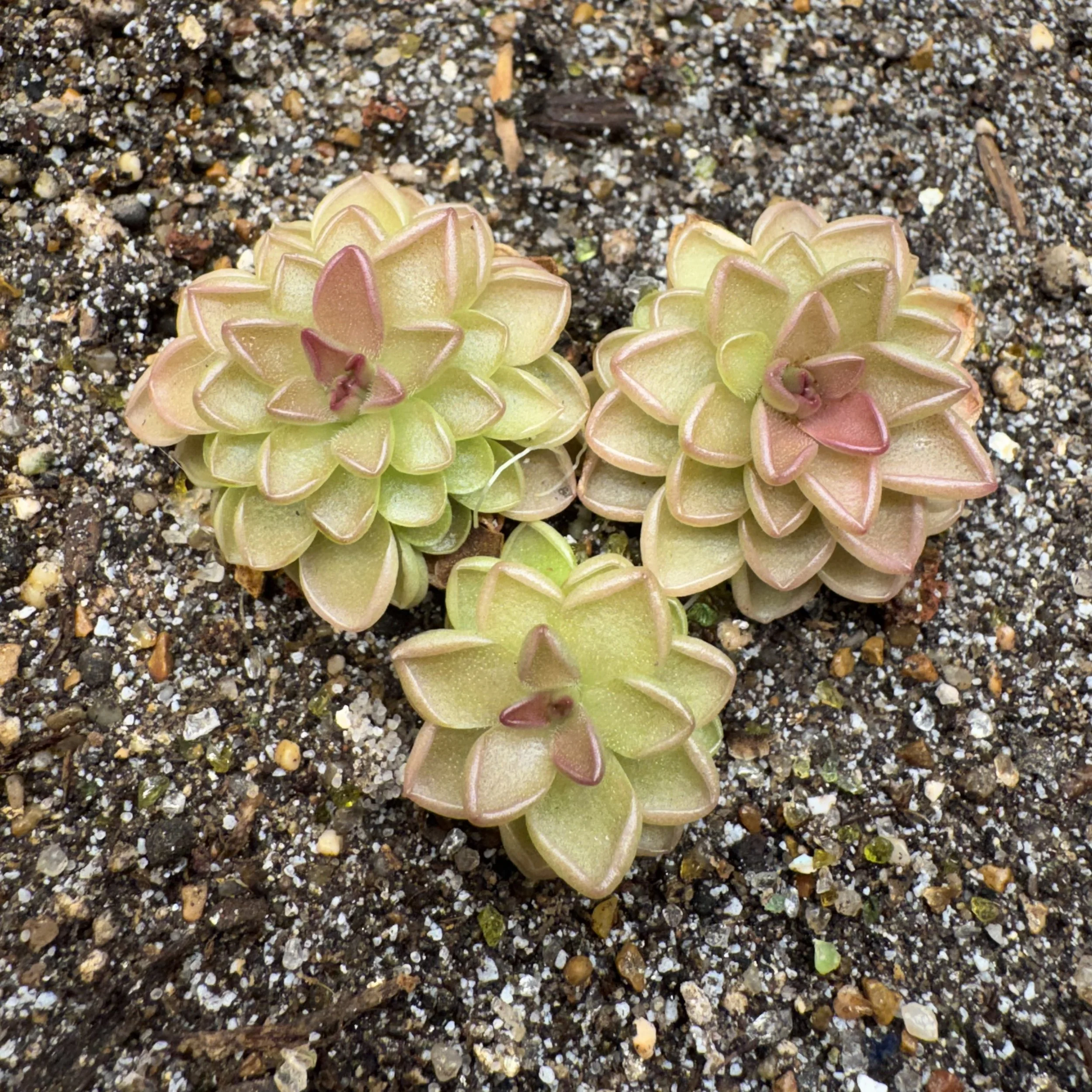 Pinguicula Hemiepiphytica x Debbertiana