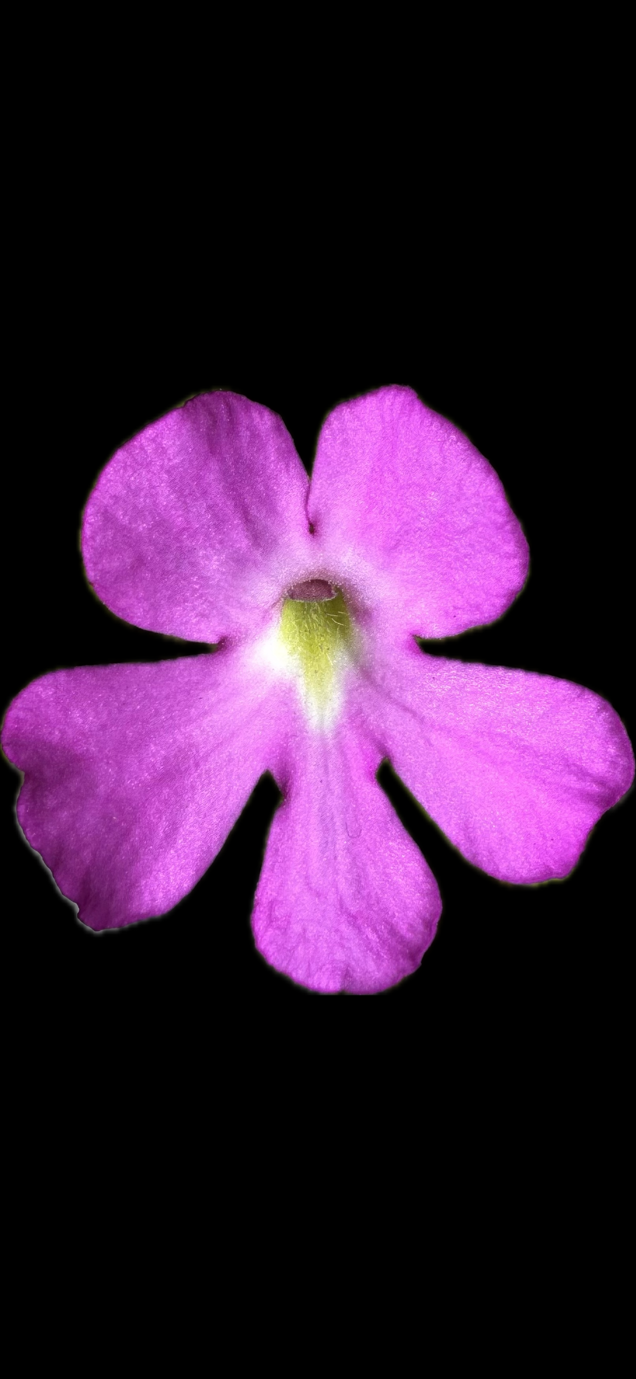 Pinguicula Moctezumae