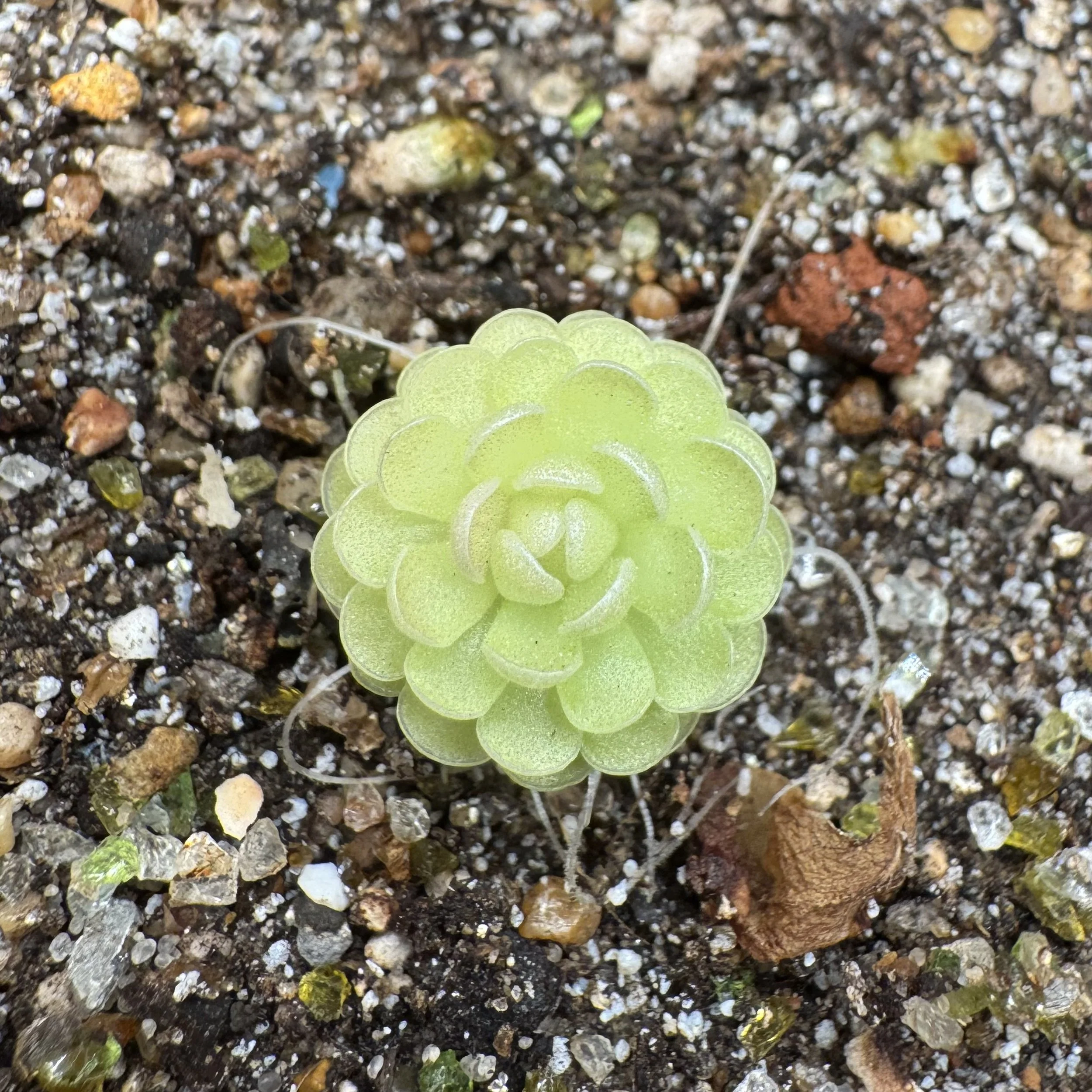Pinguicula Jaumavensis {L90-14}