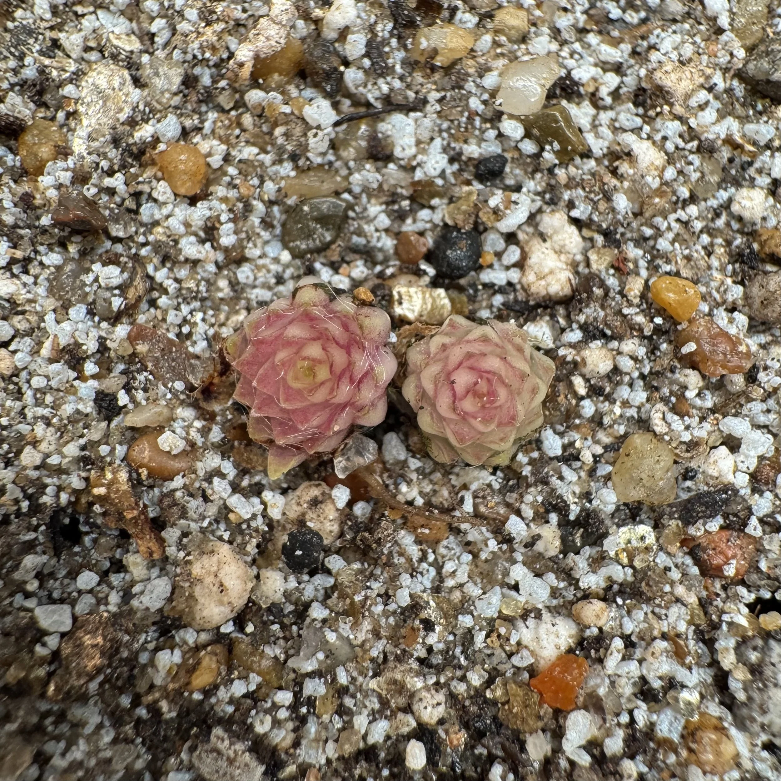 Pinguicula Naiad