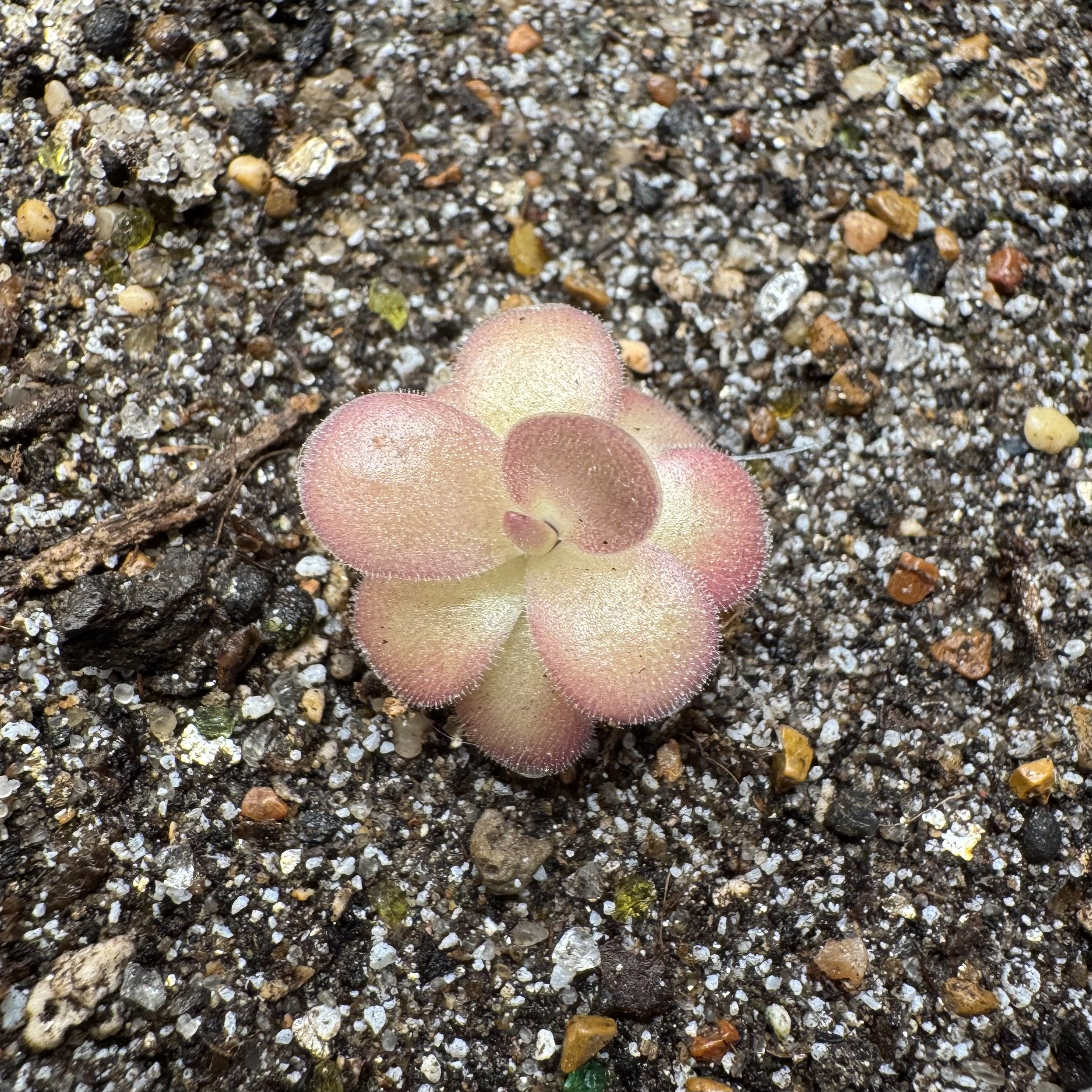 Pinguicula Gigantea x Agnata 'Red leaf'