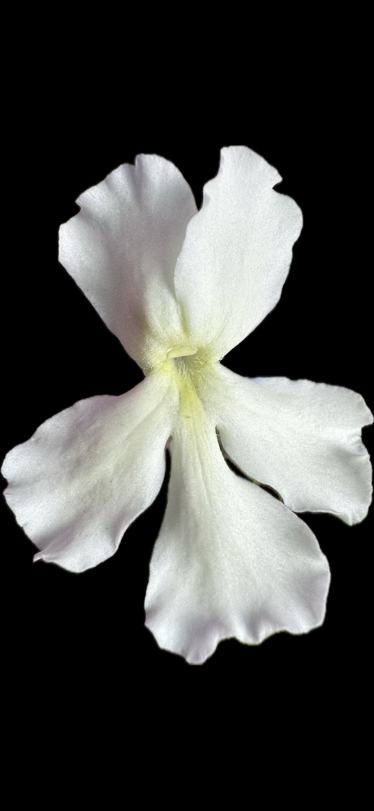 IMG_6626.png