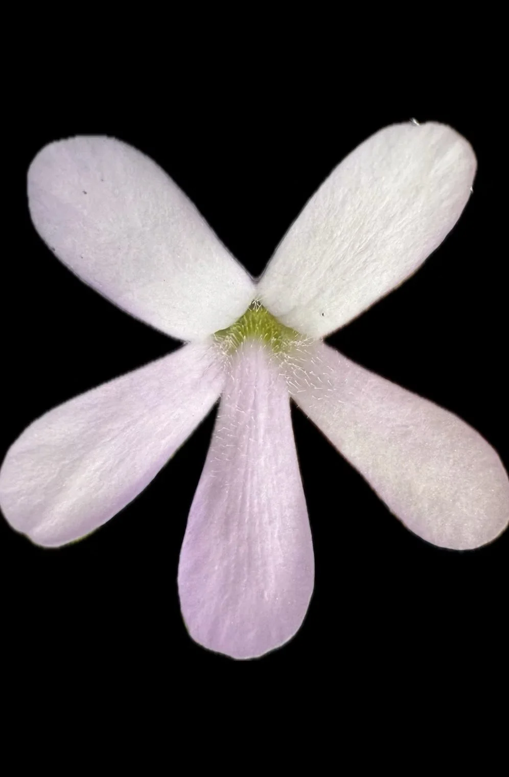 Image 12.jpeg