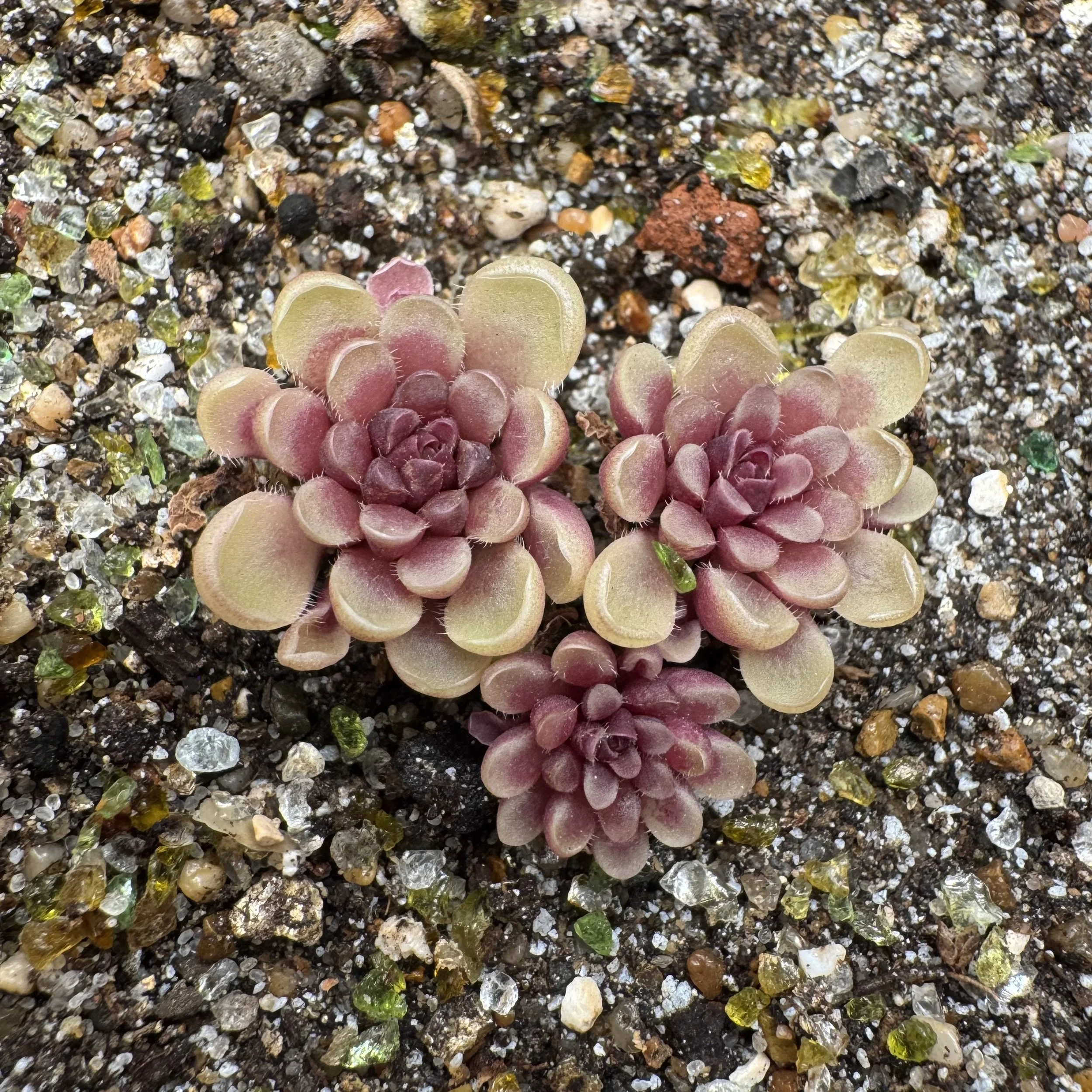 Pinguicula Kondoi 'Giant'