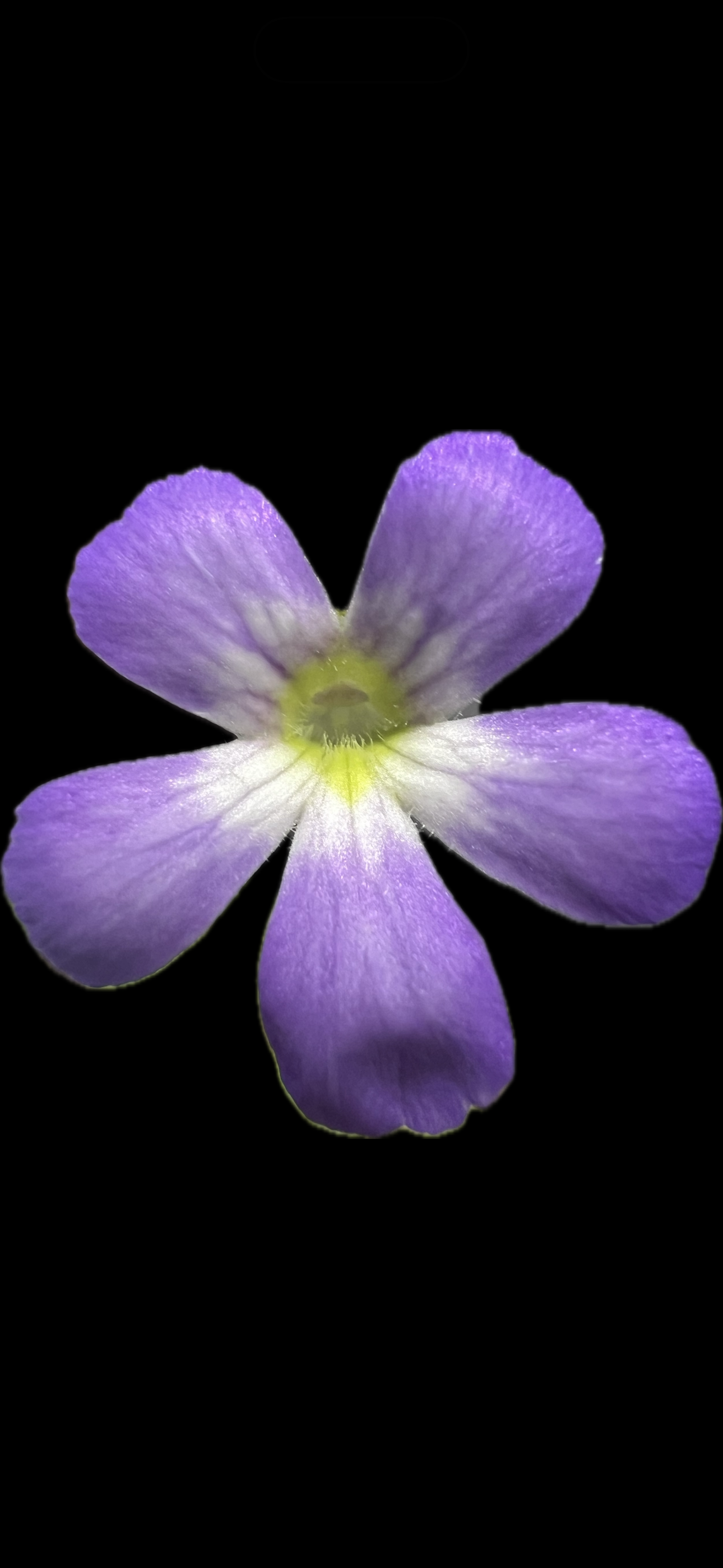 Pinguicula Pilosa x Emarginata