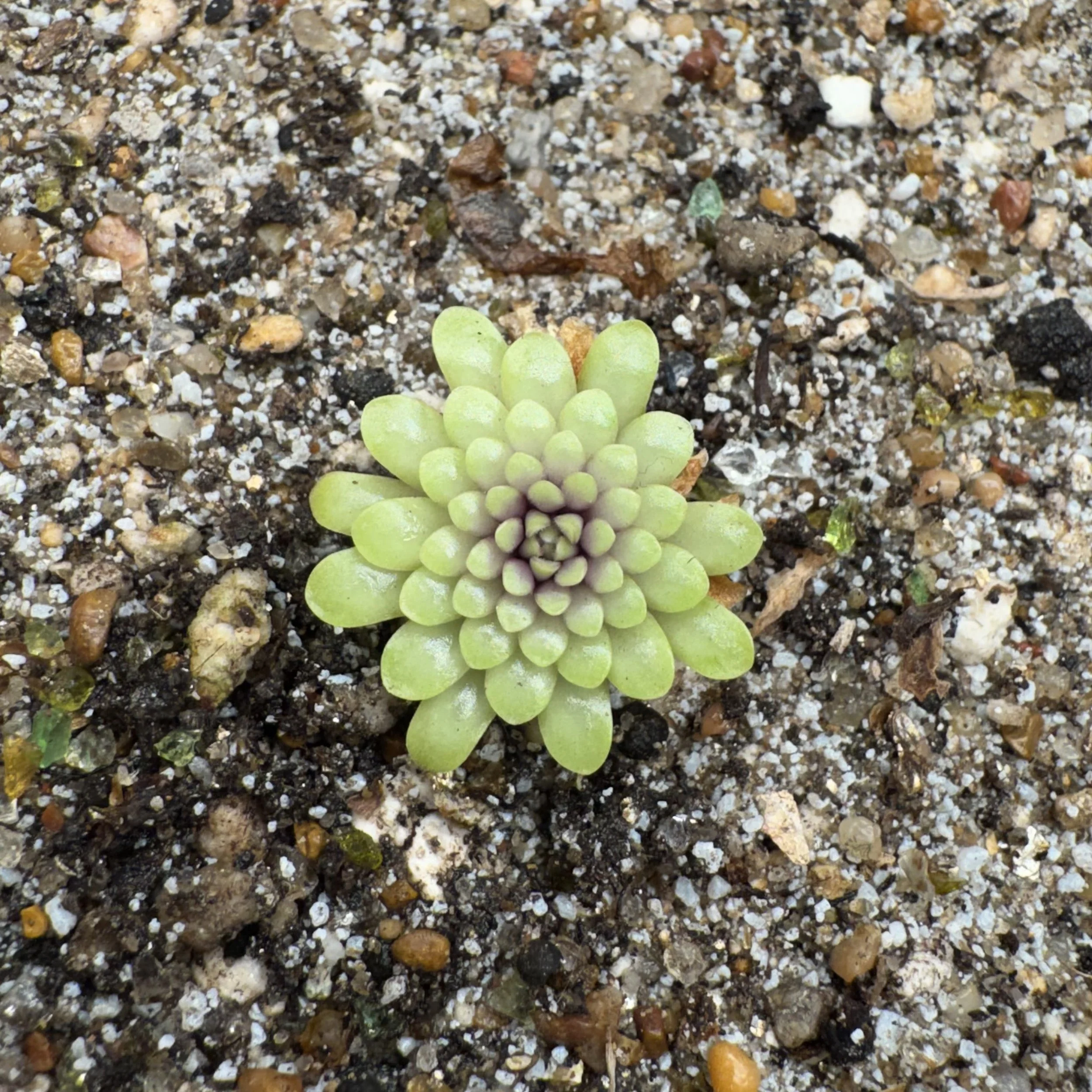 Pinguicula Mirandae
