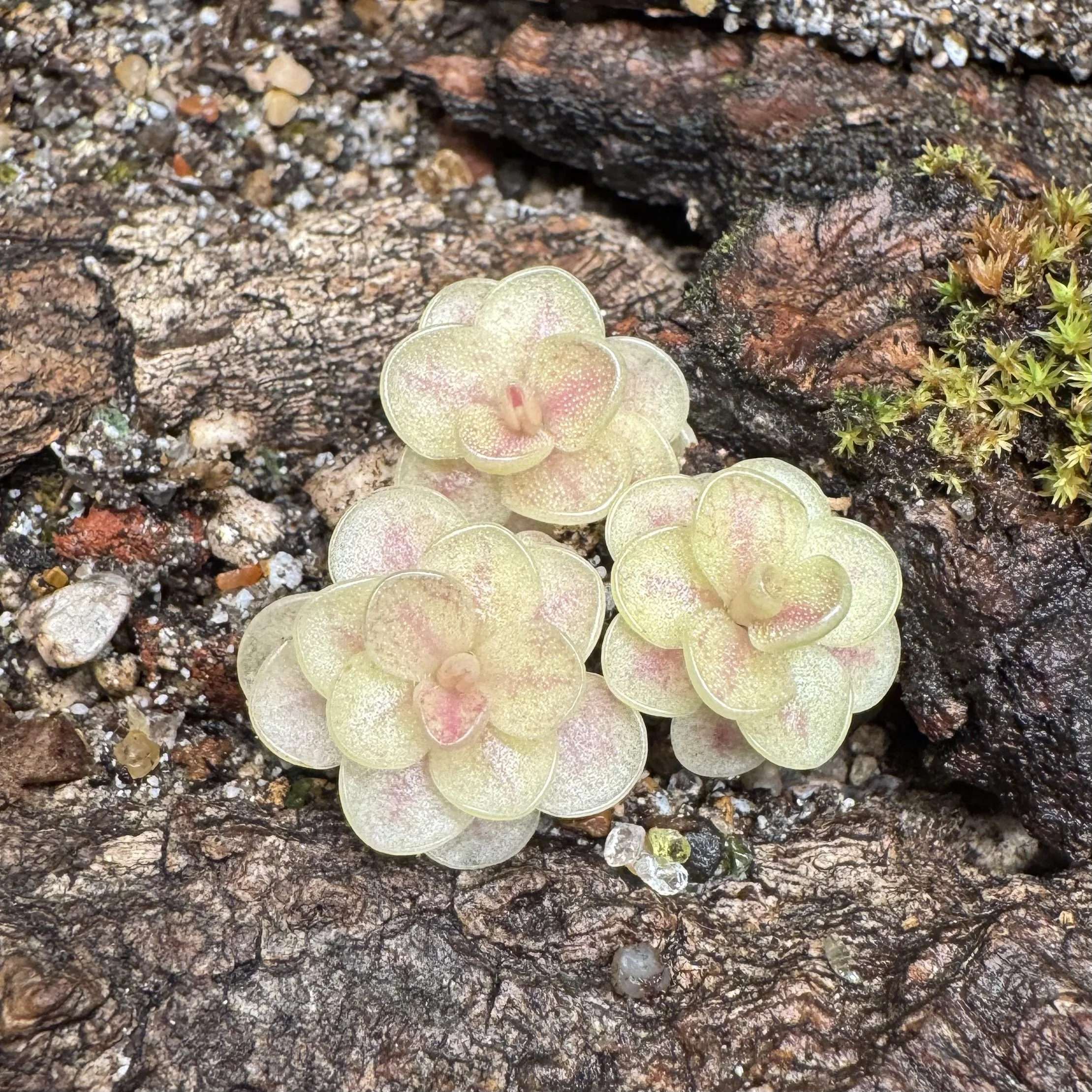 Close-up of a small succulent plant growing on a tree trunk with rough, textured bark.