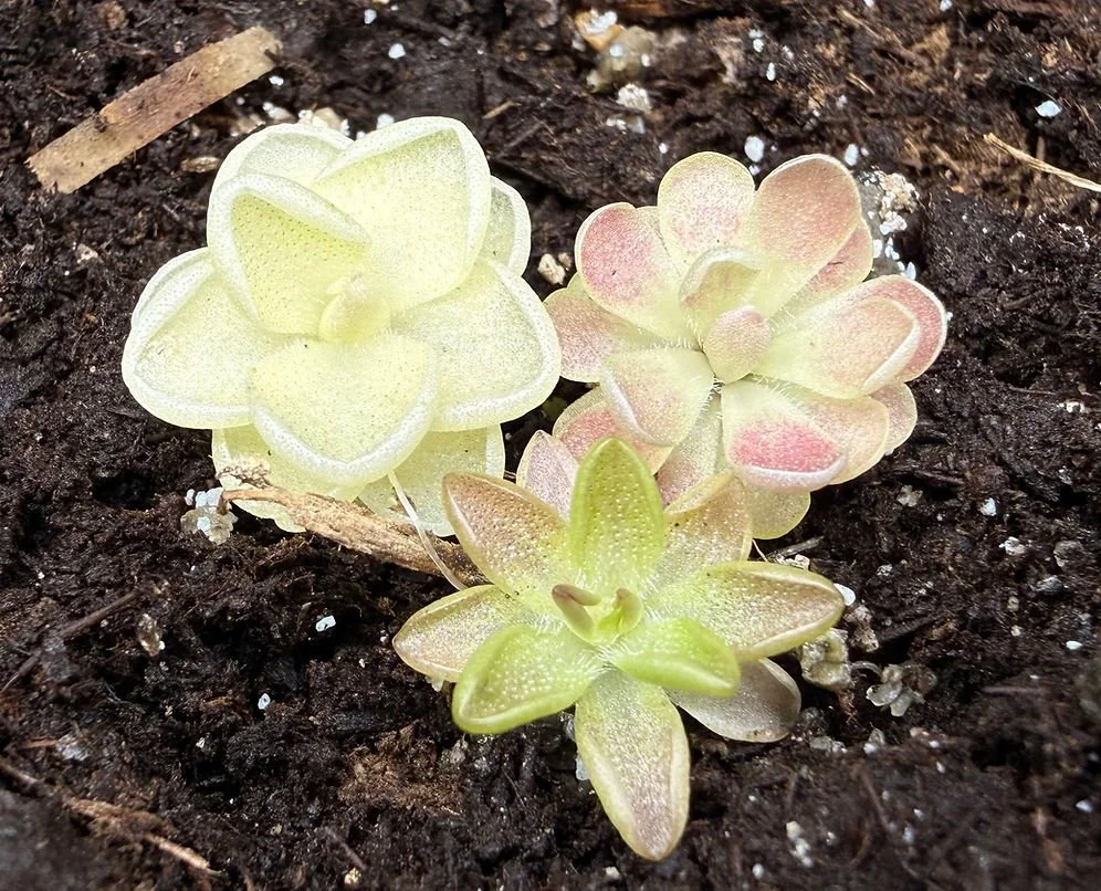 Tiny Trio