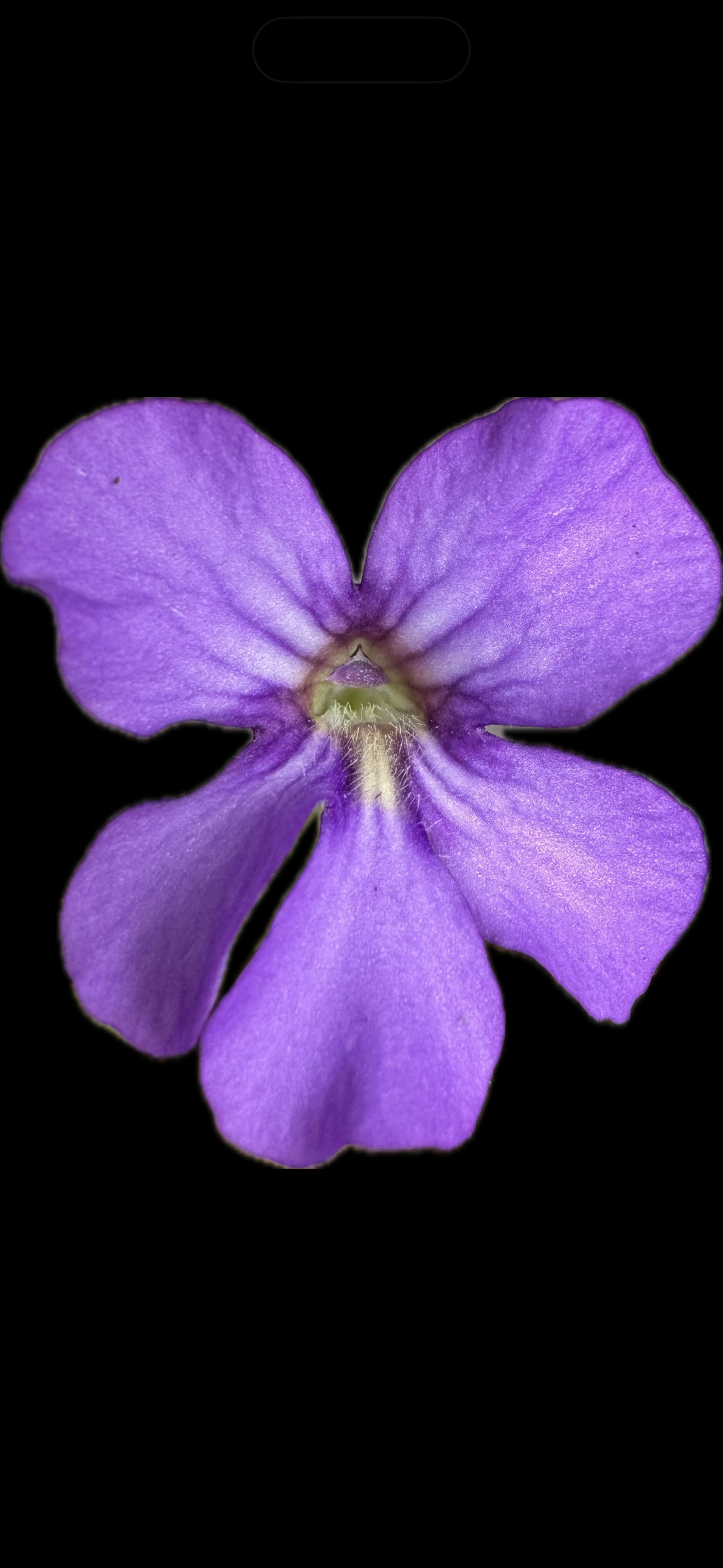 Pinguicula Mehitable