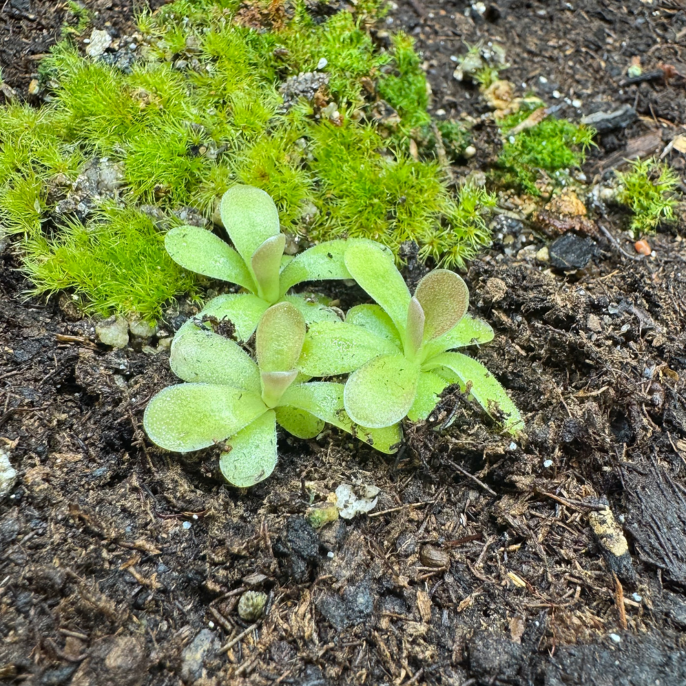 Pinguicula Agnata x Jaumavensis