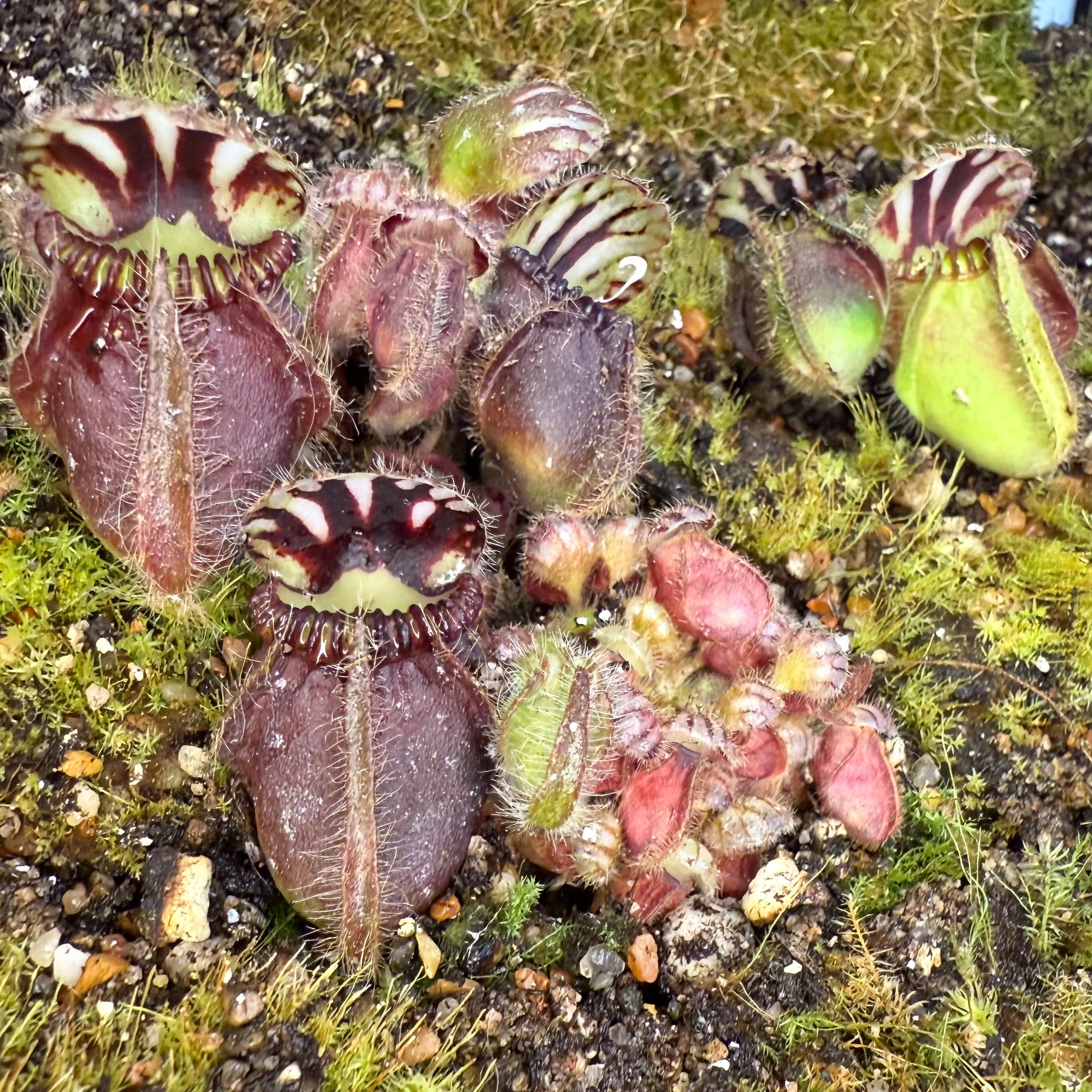 Close-up of Venus flytrap plants with open traps showing red and white striped interior, growing in soil with moss and small rocks.