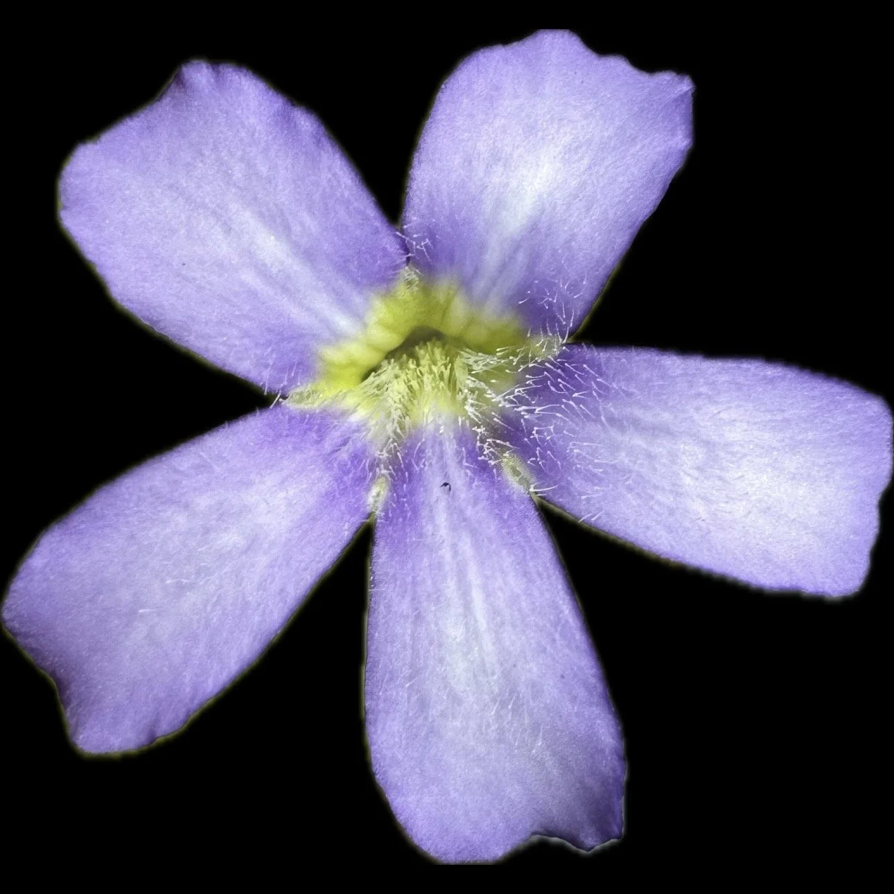 Pinguicula Gigantea