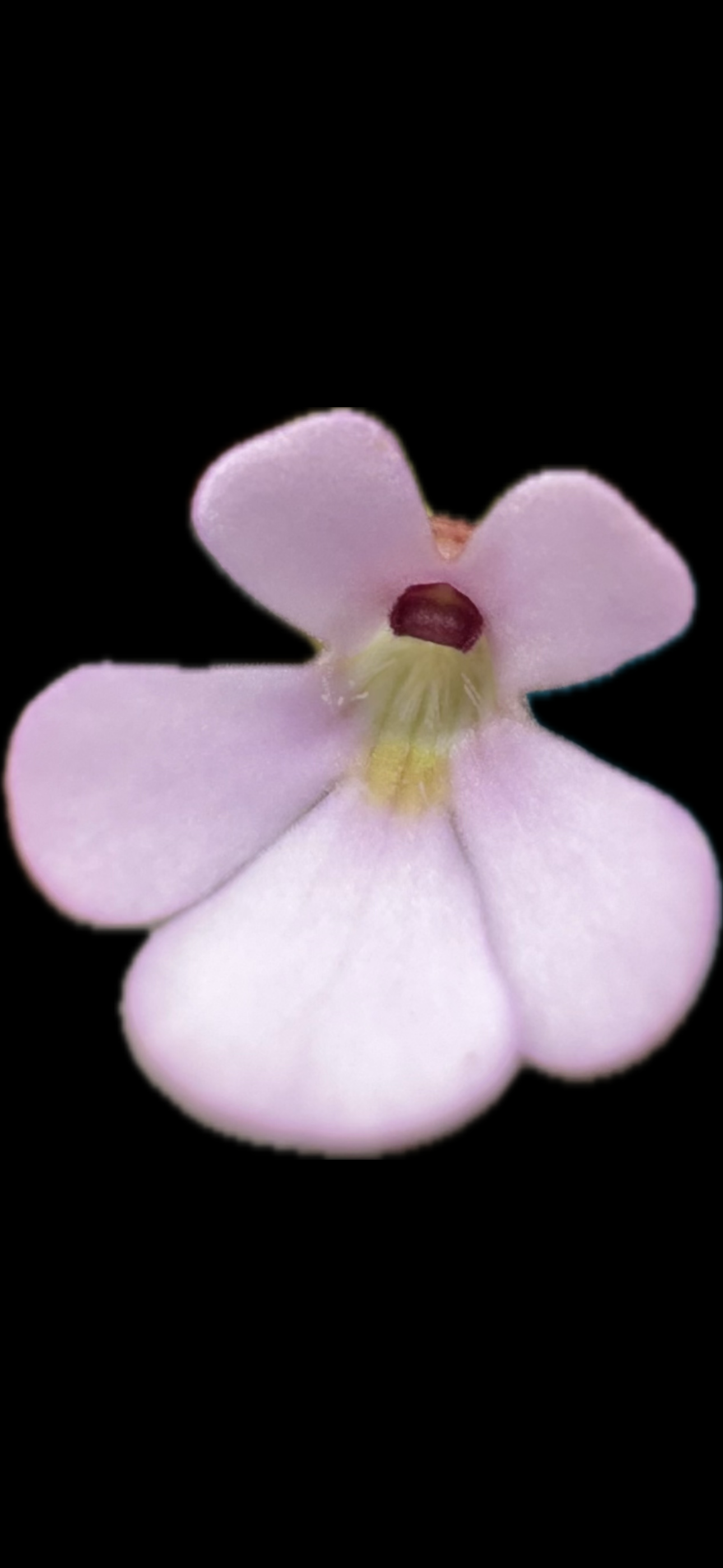 Pinguicula Ehlersiae X Immaculata