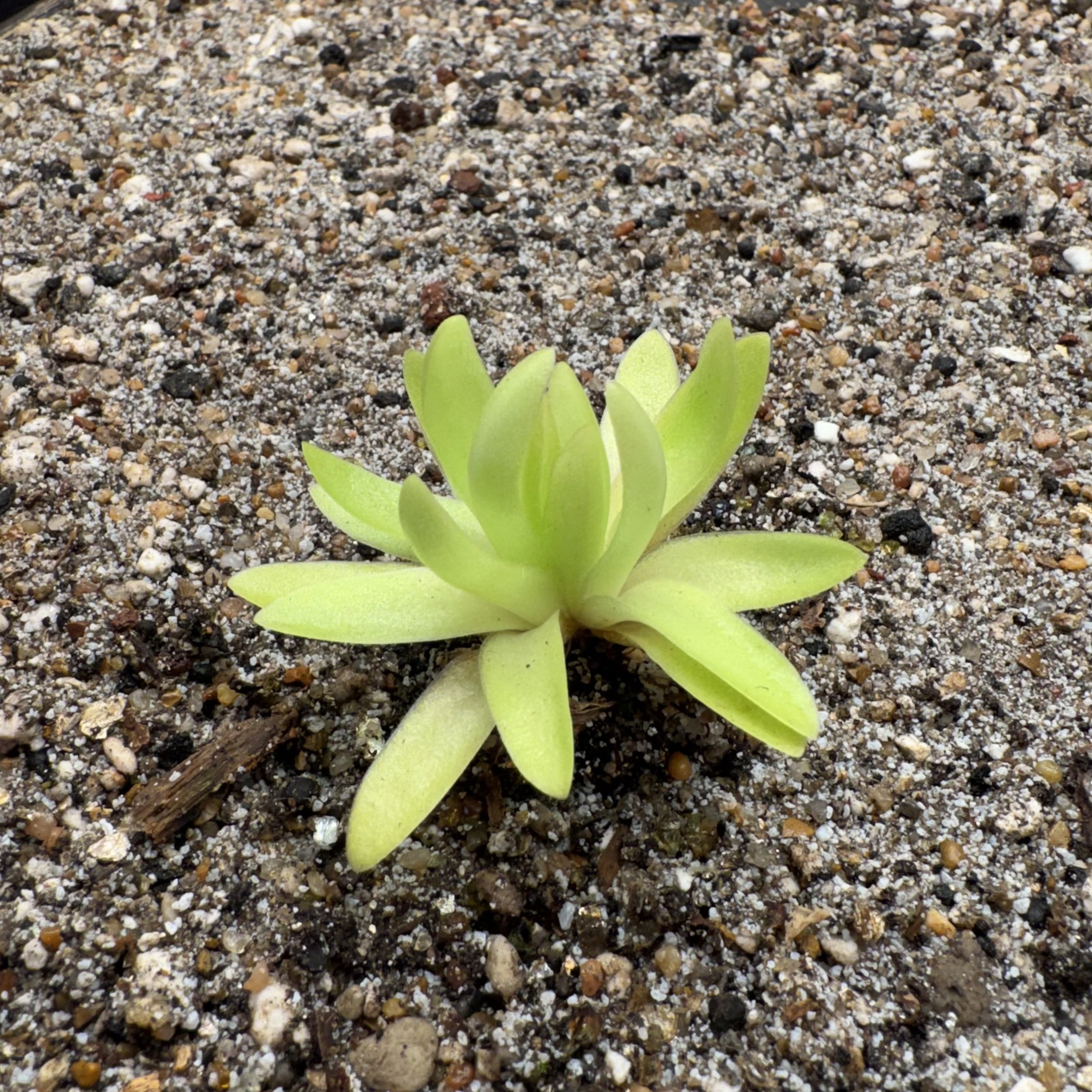 Pinguicula Moctezumae x Agnata