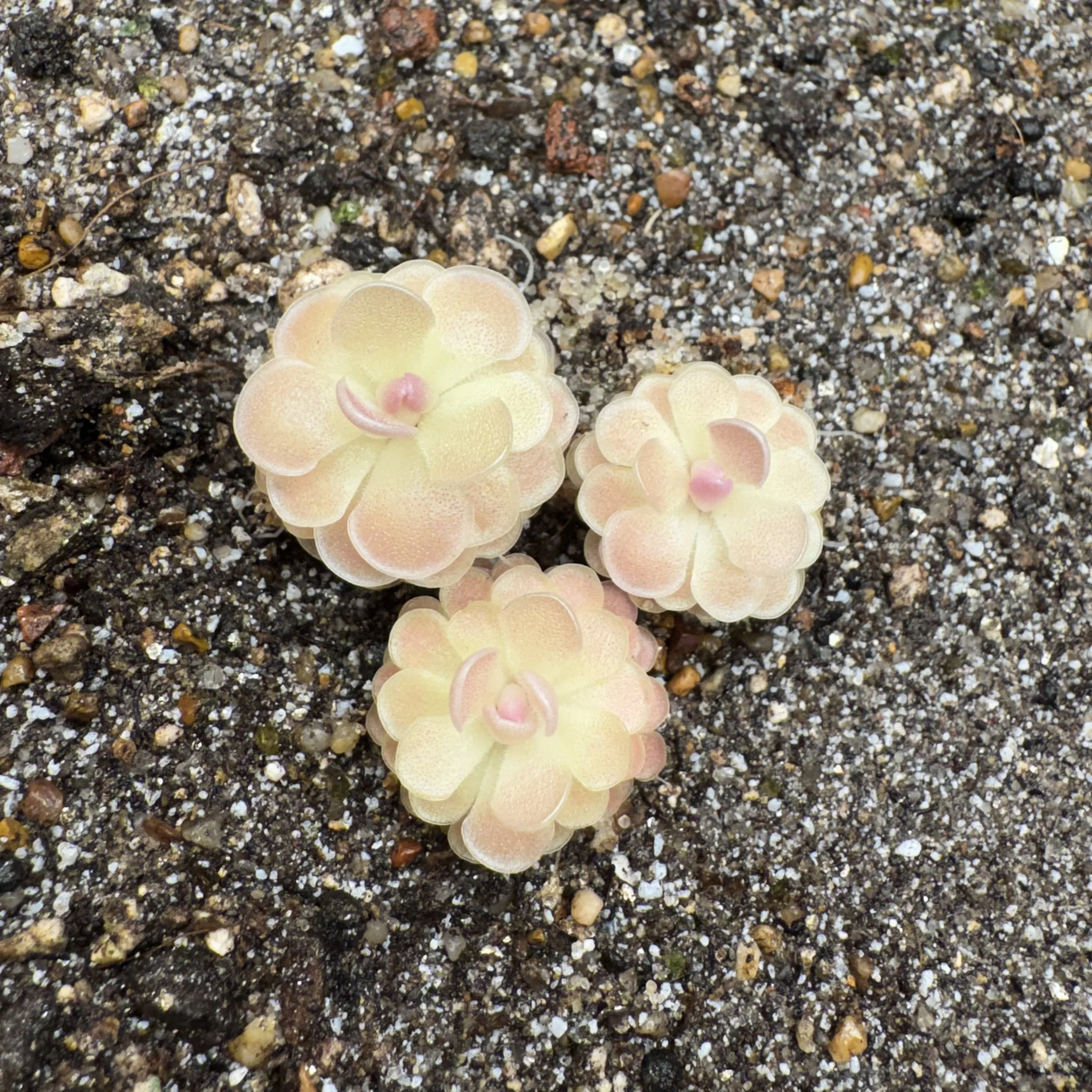 Pinguicula Esseriana {Buena Vista}