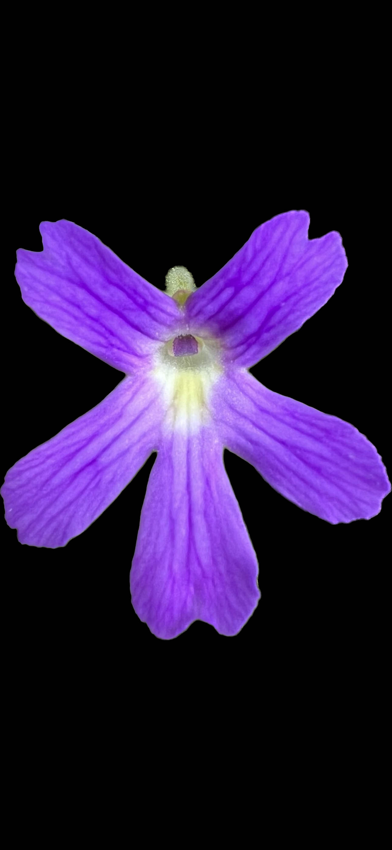 Pinguicula Niklas