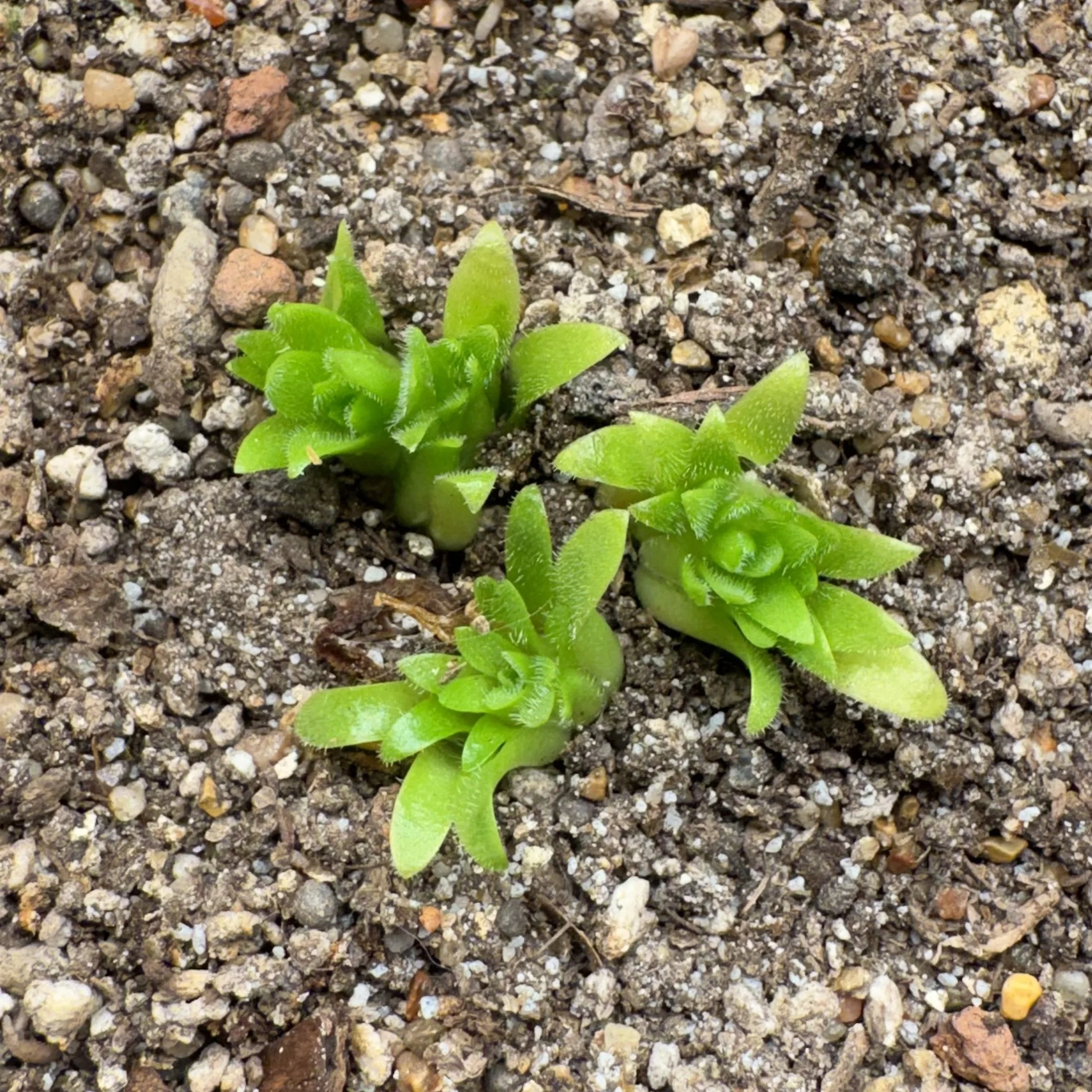 Pinguicula (Heterophylla x Medusina) x Gigantea WF