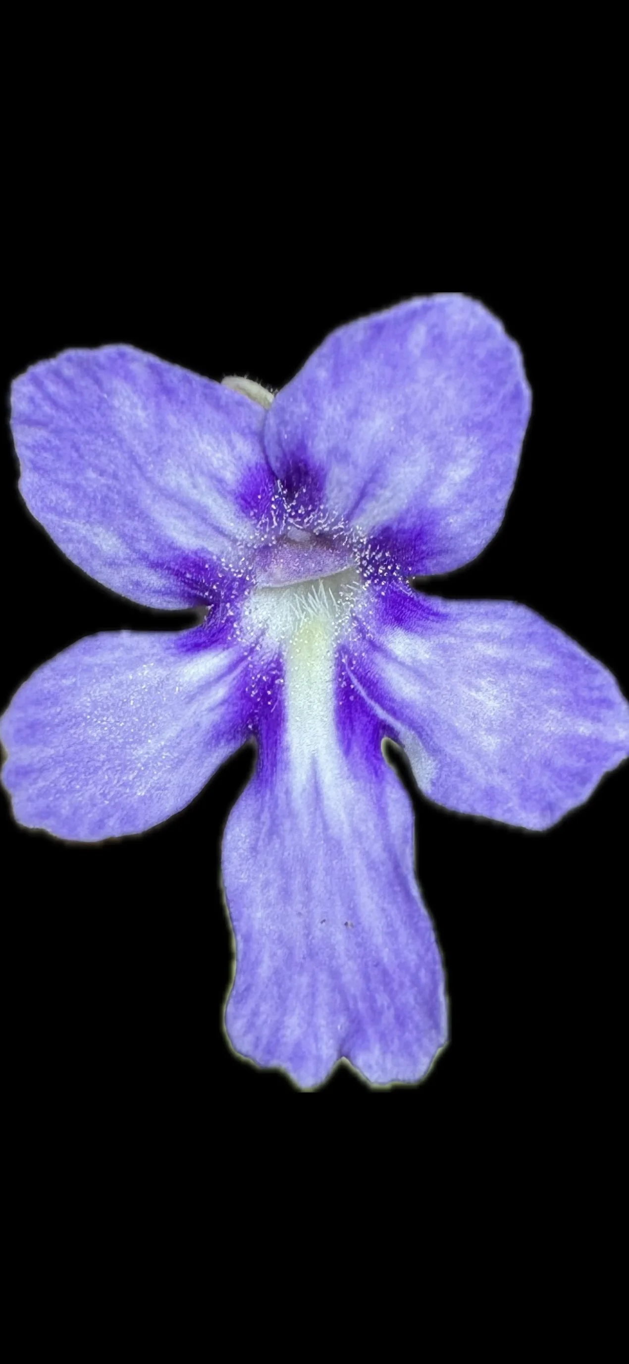 Pinguicula Anpa A x Rectifolia I