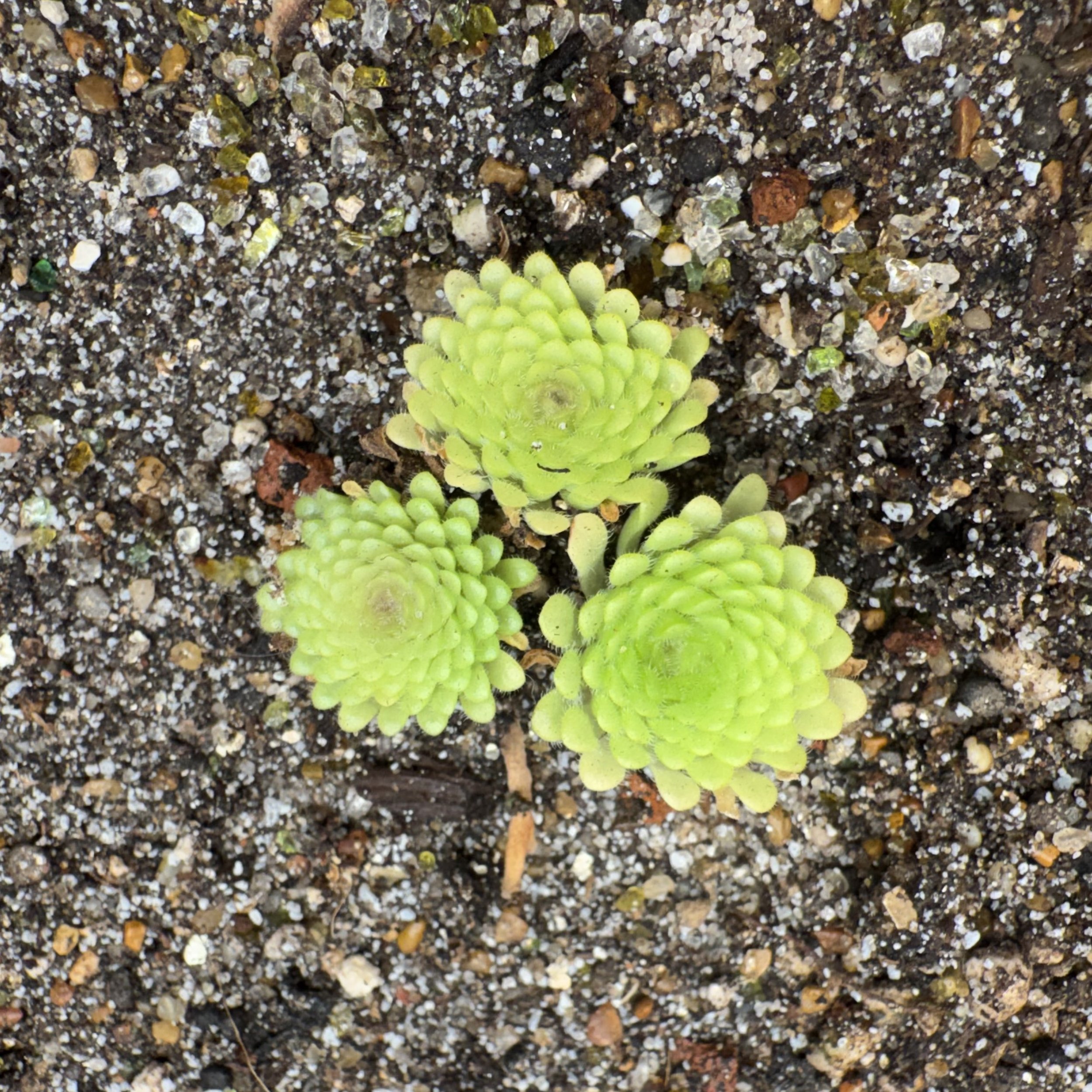 Pinguicula Hemiepiphytica x Gypsicola
