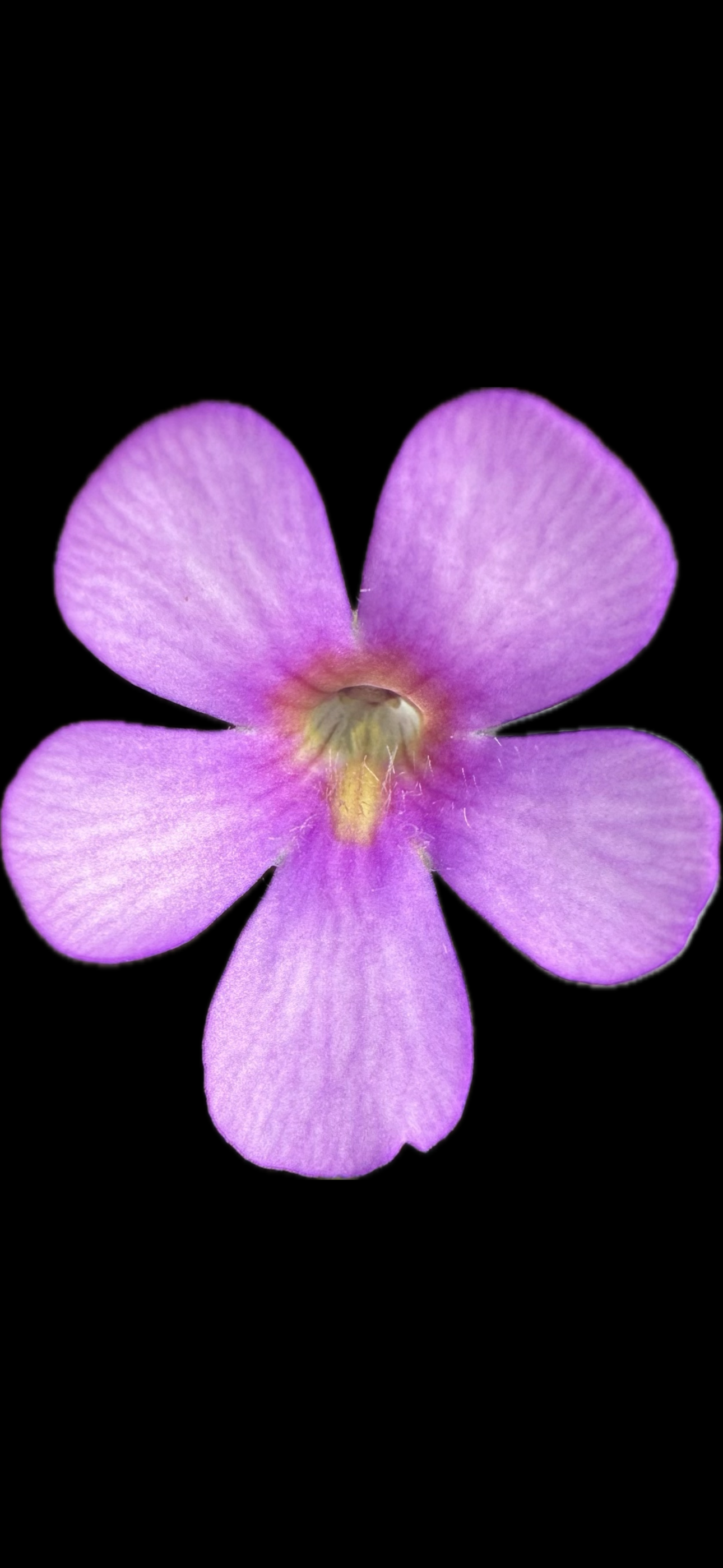 IMG_7288.png