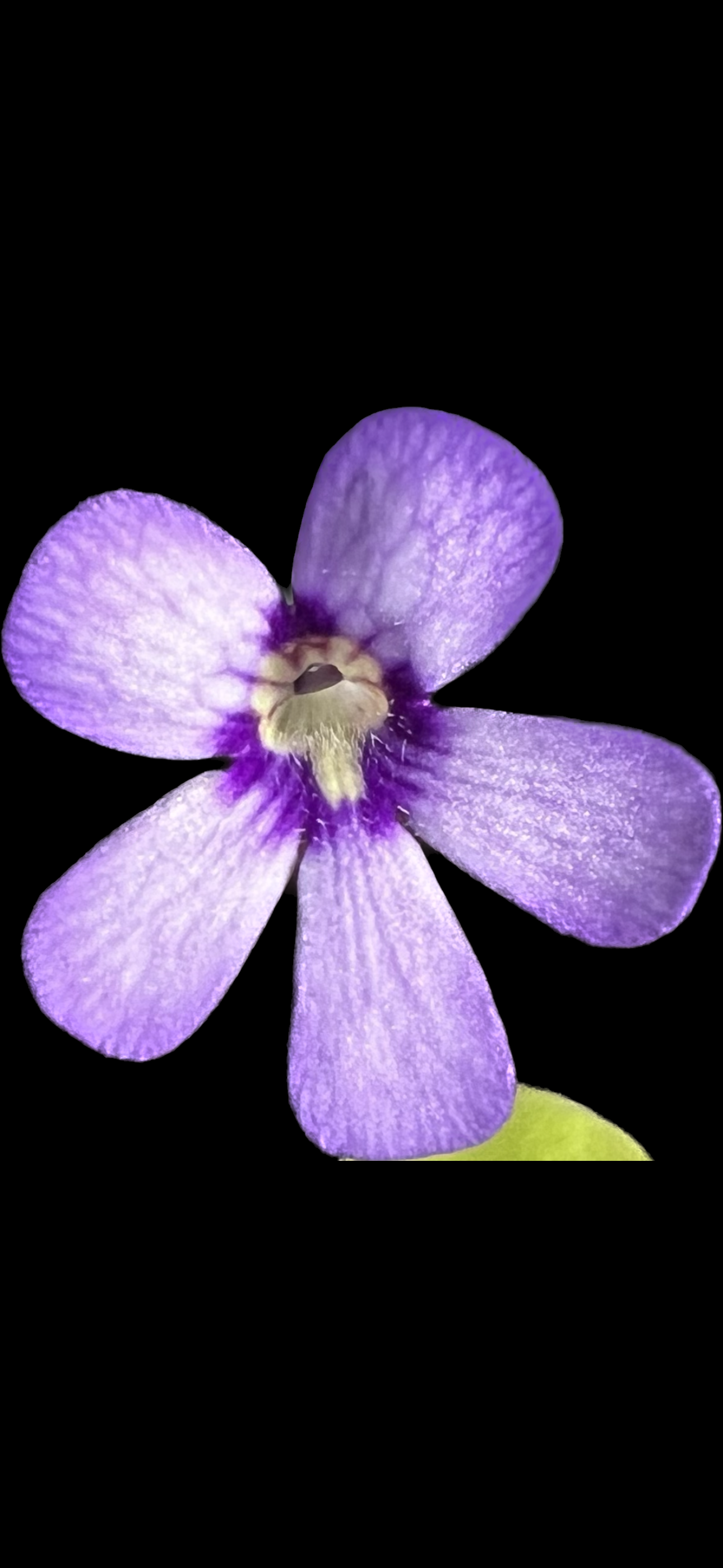 Pinguicula Tina