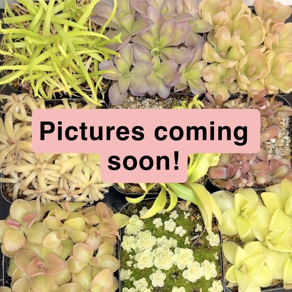 Pinguicula Weser x Cyclosecta