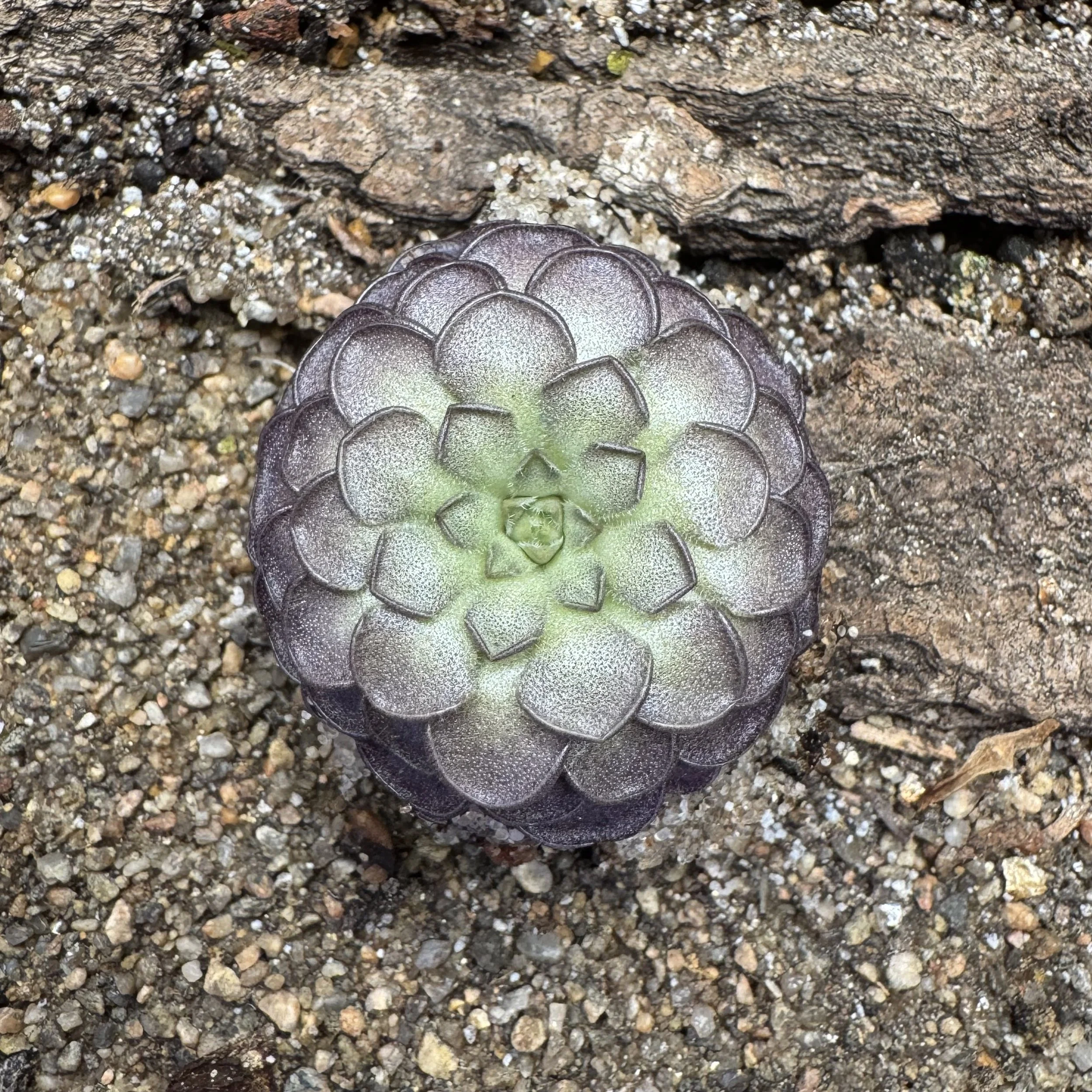 A top view of a gray succulent plant with a rosette shape on a gravelly surface.