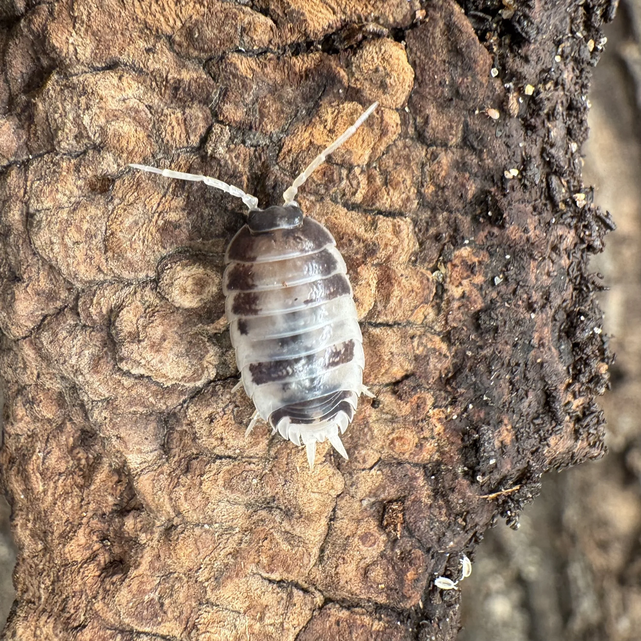 Porcellio laevis 'Dairy cow'