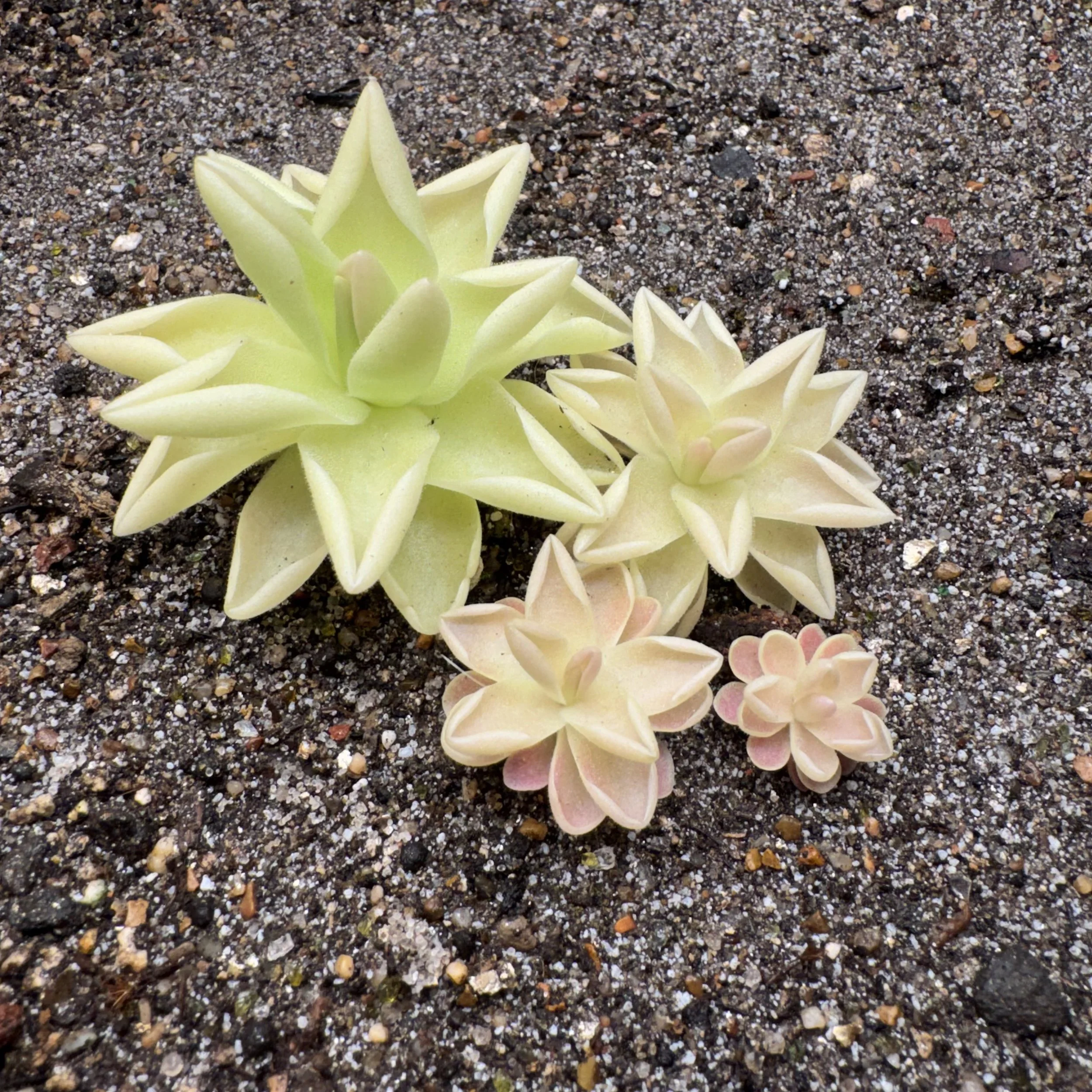 Pinguicula Gigantea x Ehlersiae