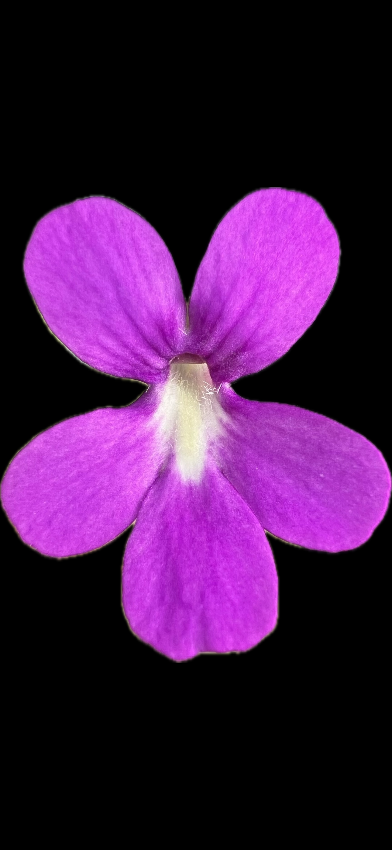 Pinguicula Gypsicola x Sethos